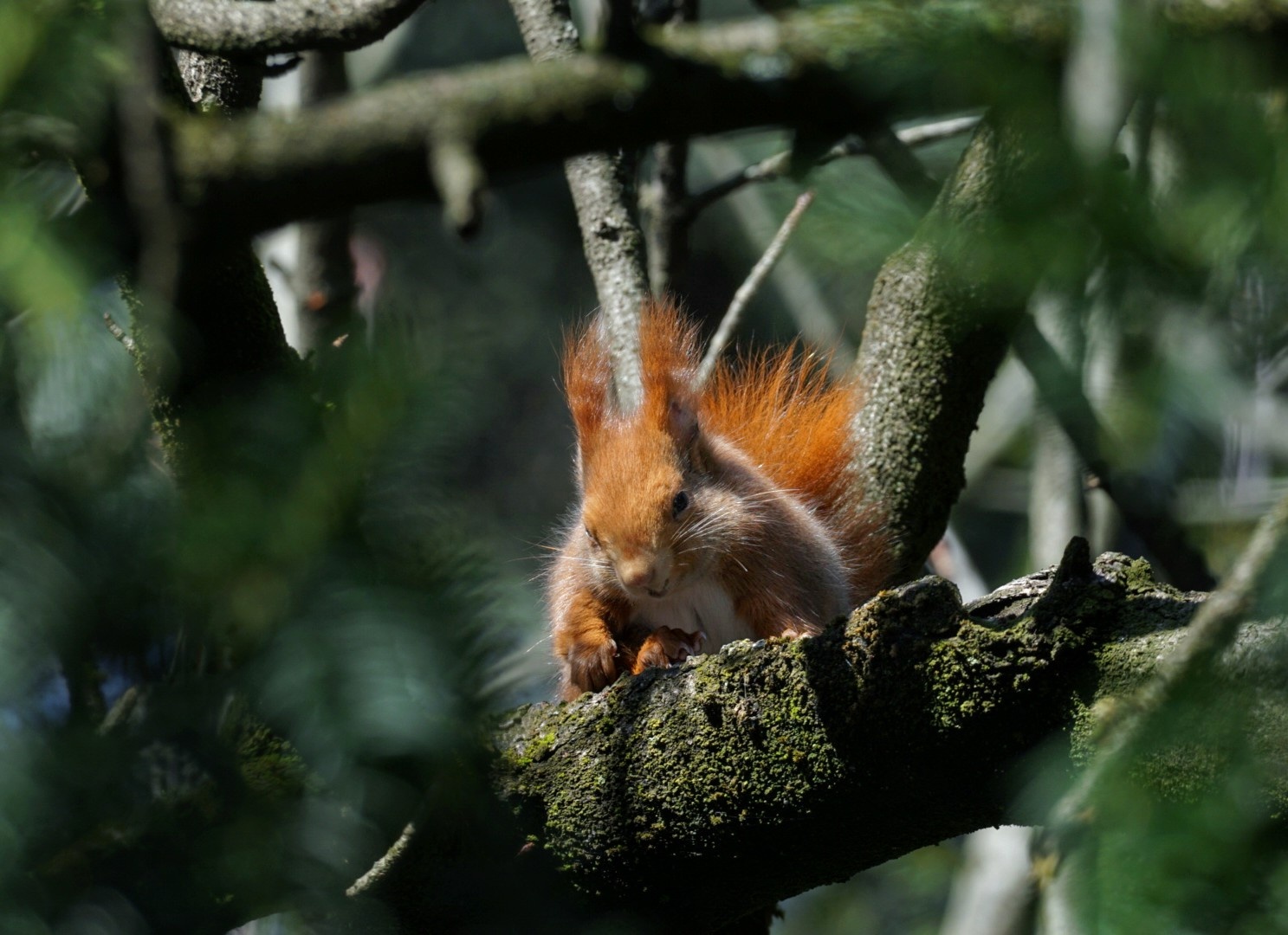 Red Squirrel in Monza