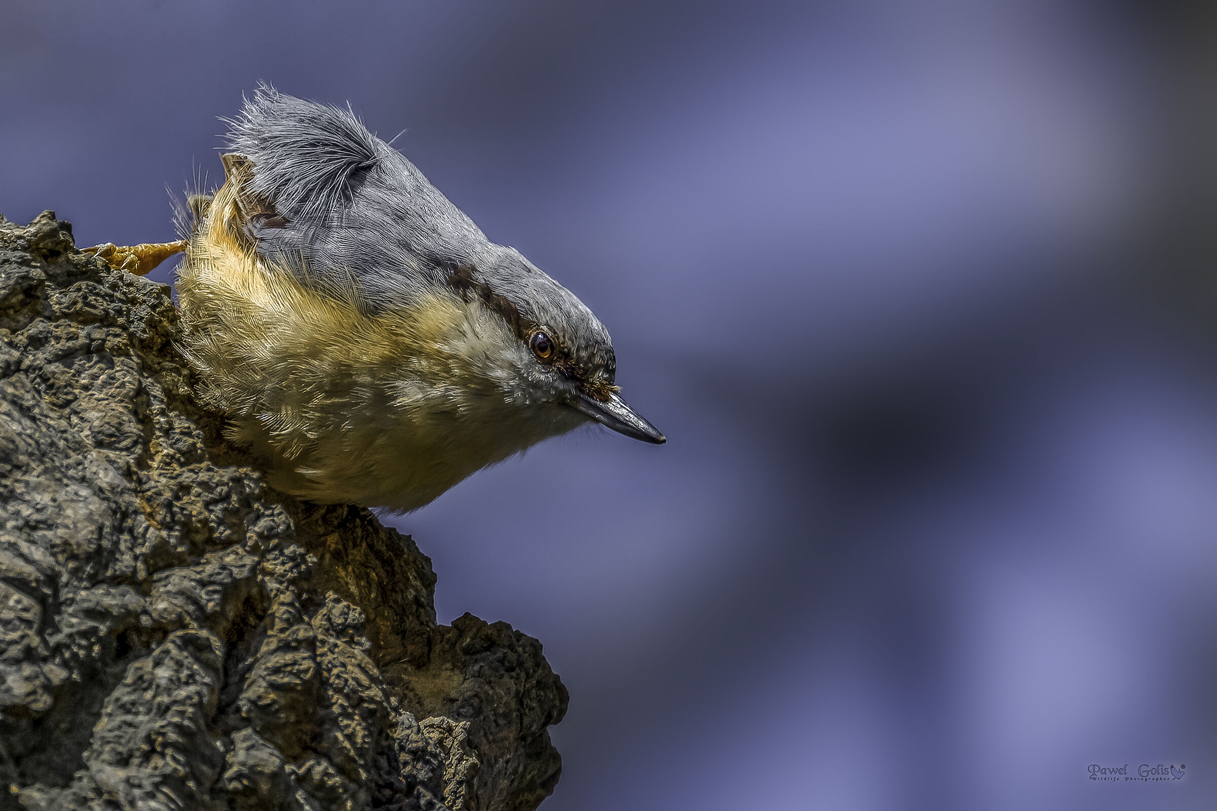 Nuthatch (Sitta europaea)