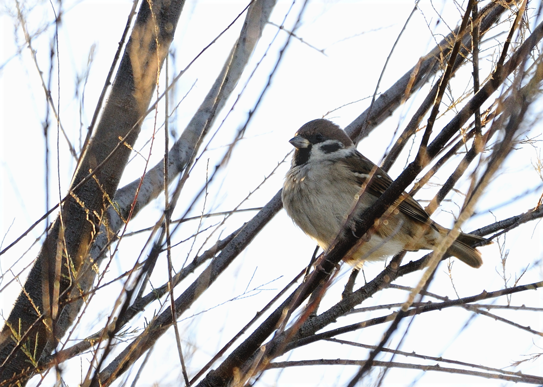 Sparrow