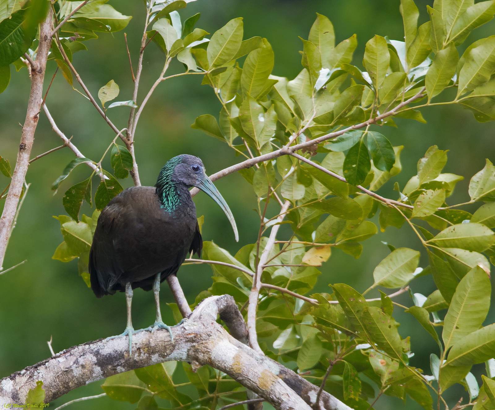 Green Ibis (Peruvian Amazon)