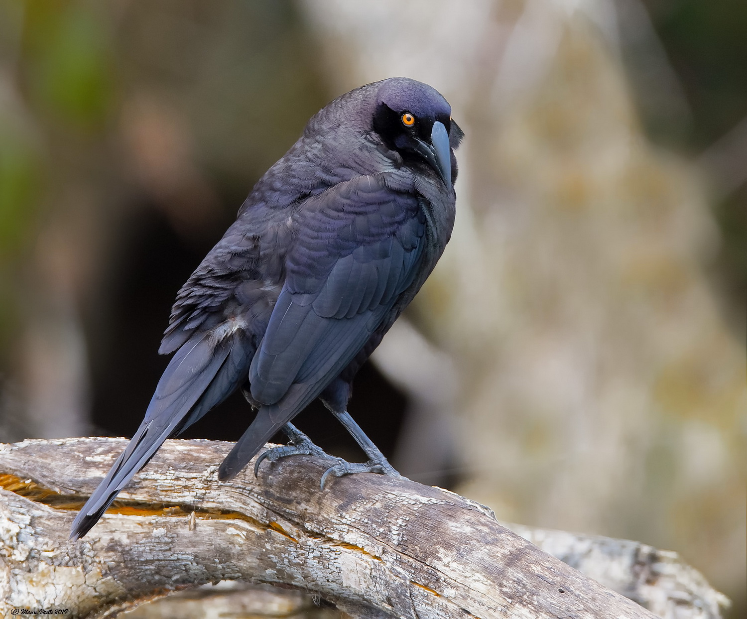 Giant Cowbird (Molothrus oryzivorus)