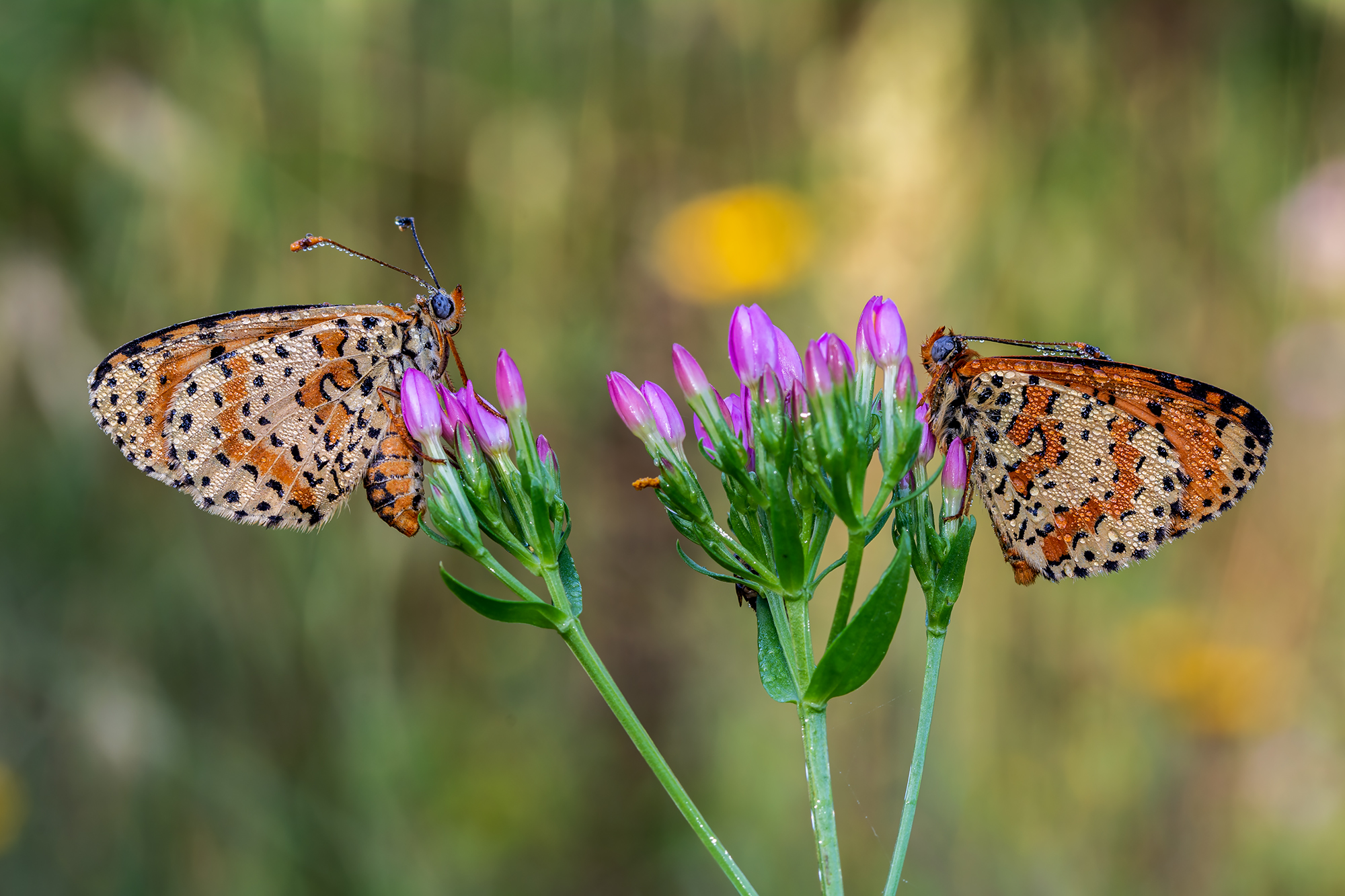 The melitaea in love.