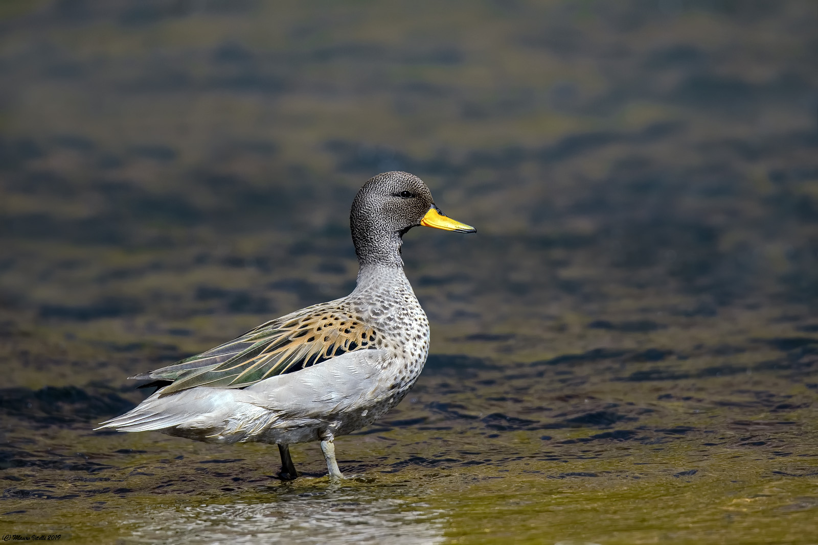 Seajacked Risers (Anas flavirostris)