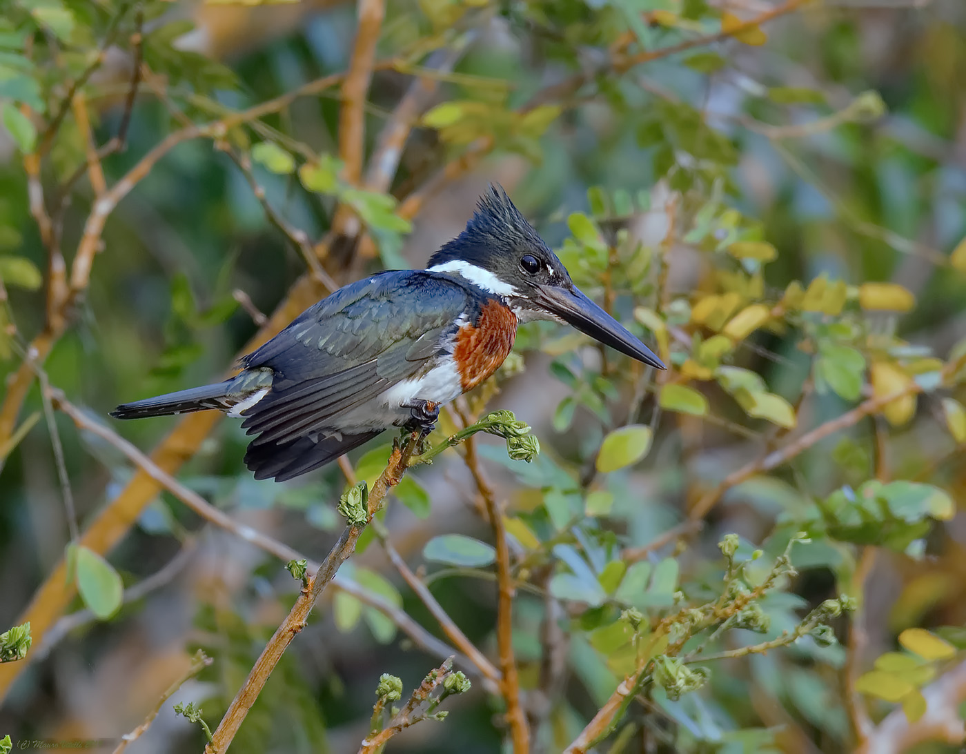 Amazon Kingfisher (Chloroceryle amazona) Peru
