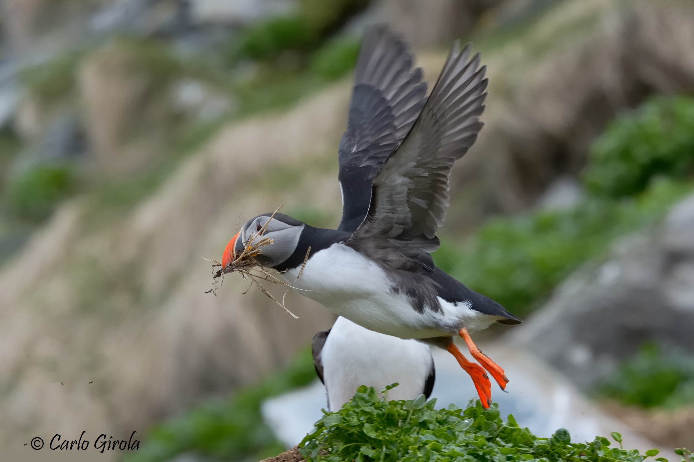 Pulcinella di mare (Fratercula arctica)