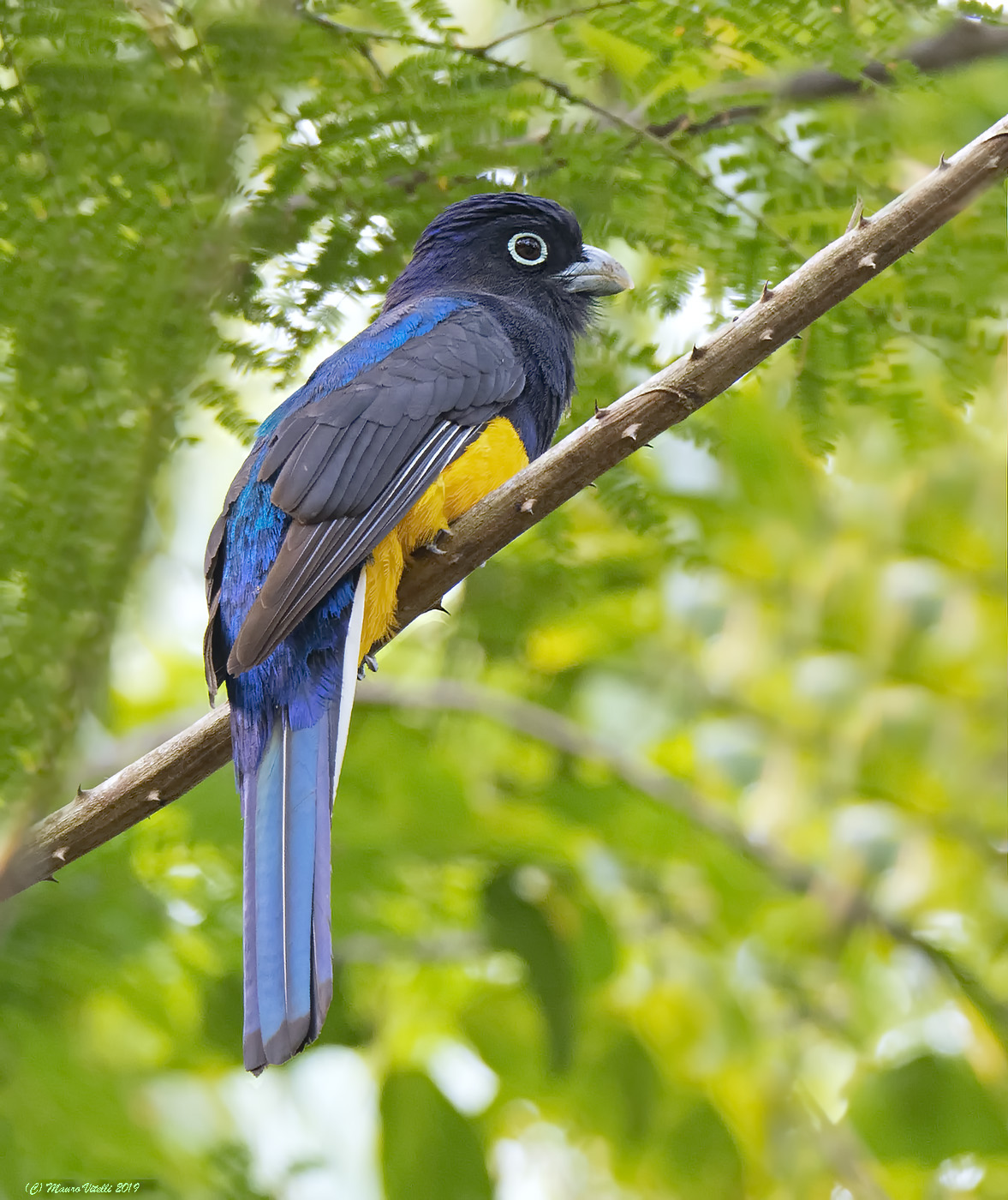 Trogon viridis Peru (Lake Sandoval)