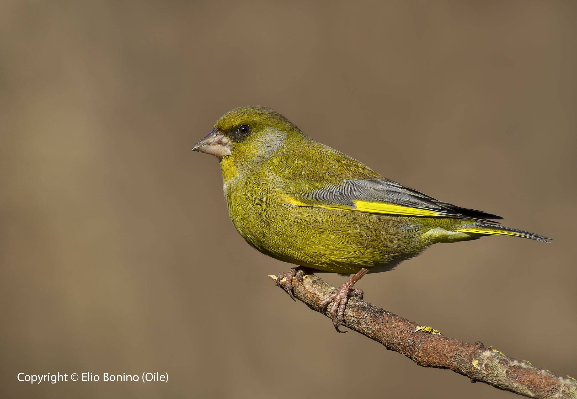 Common Greenfinch (Carduelis chloris chloris)