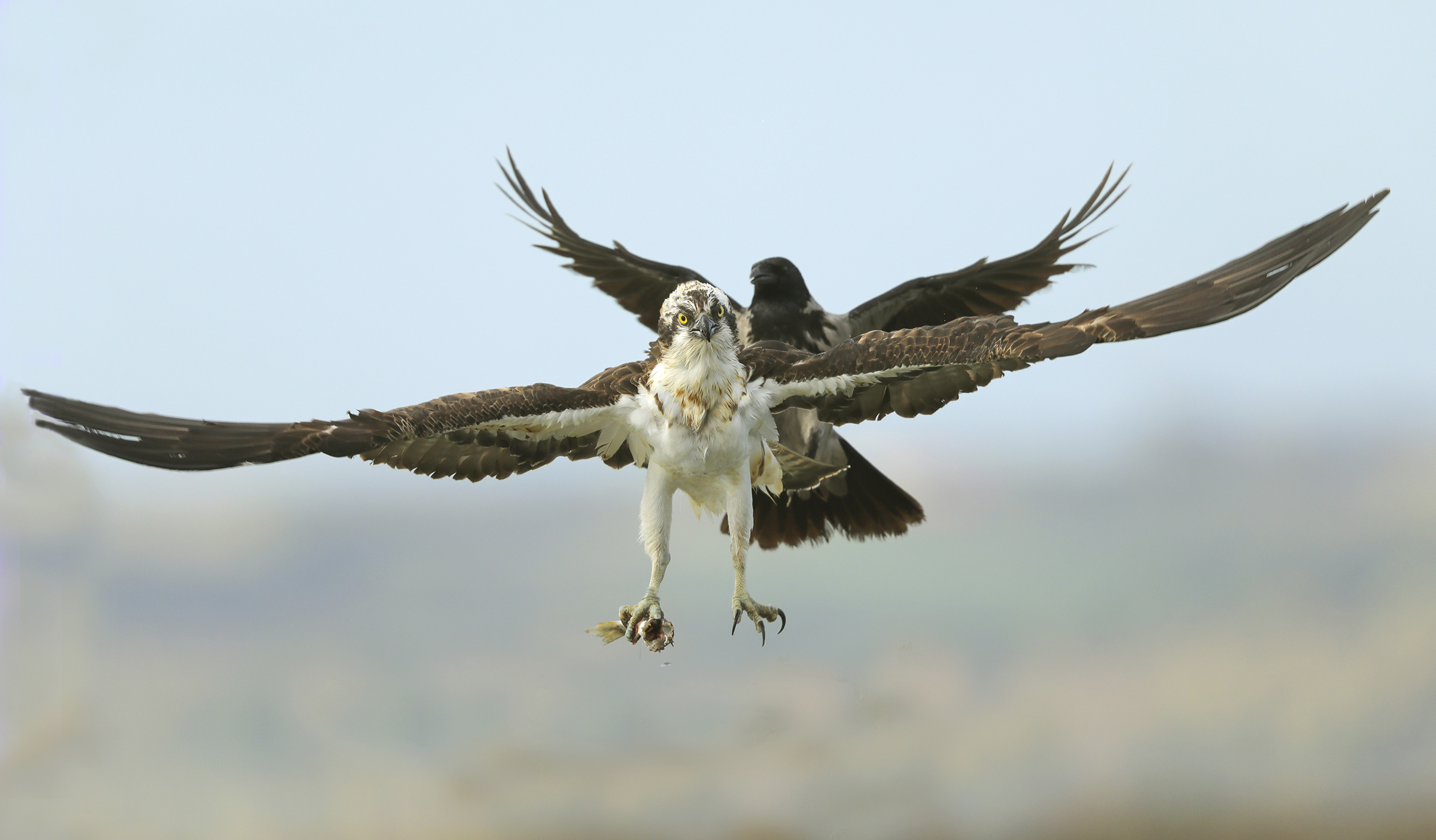Flight of pair osprey and crow
