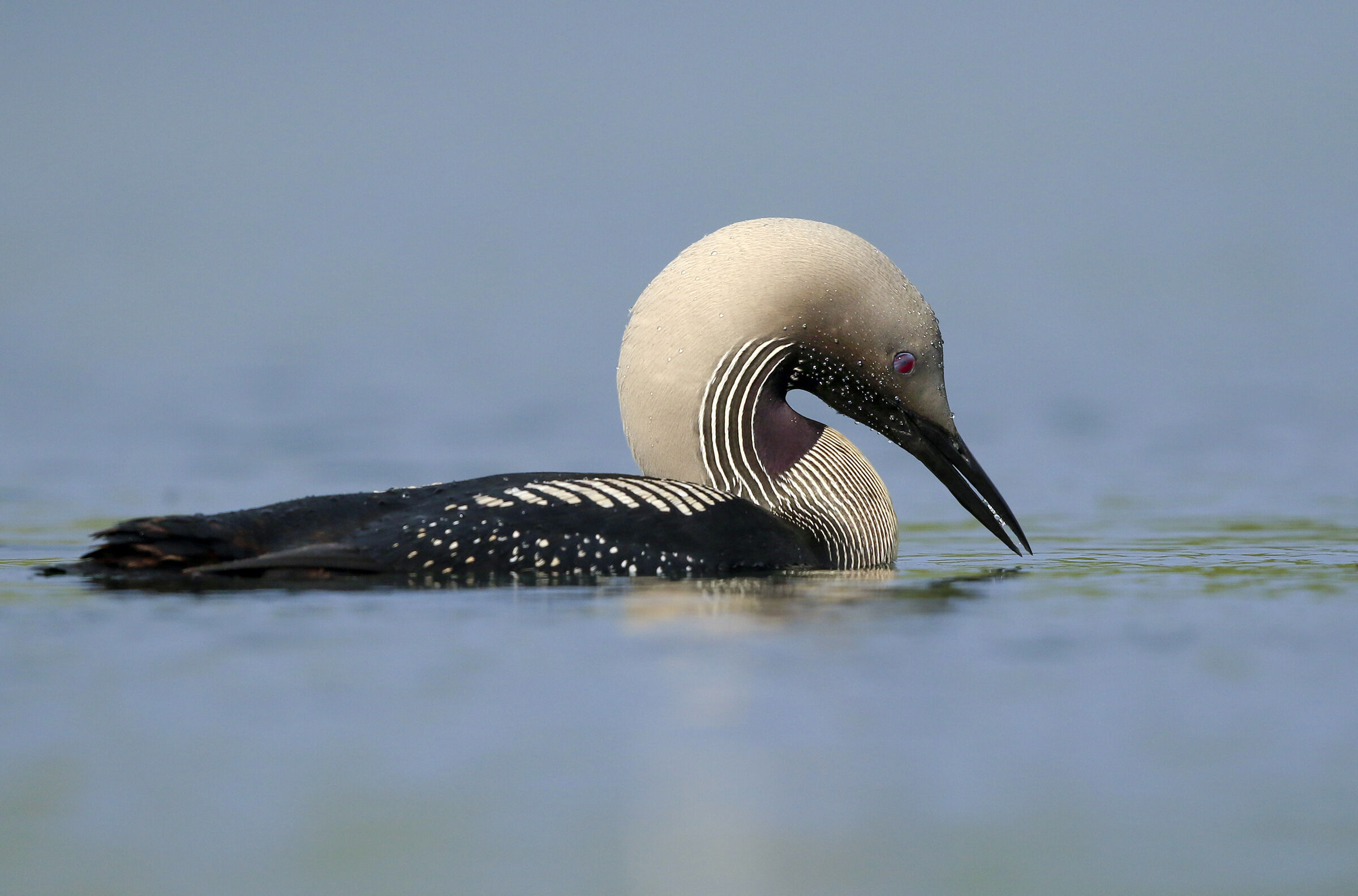 strolaga mezzanine in dress