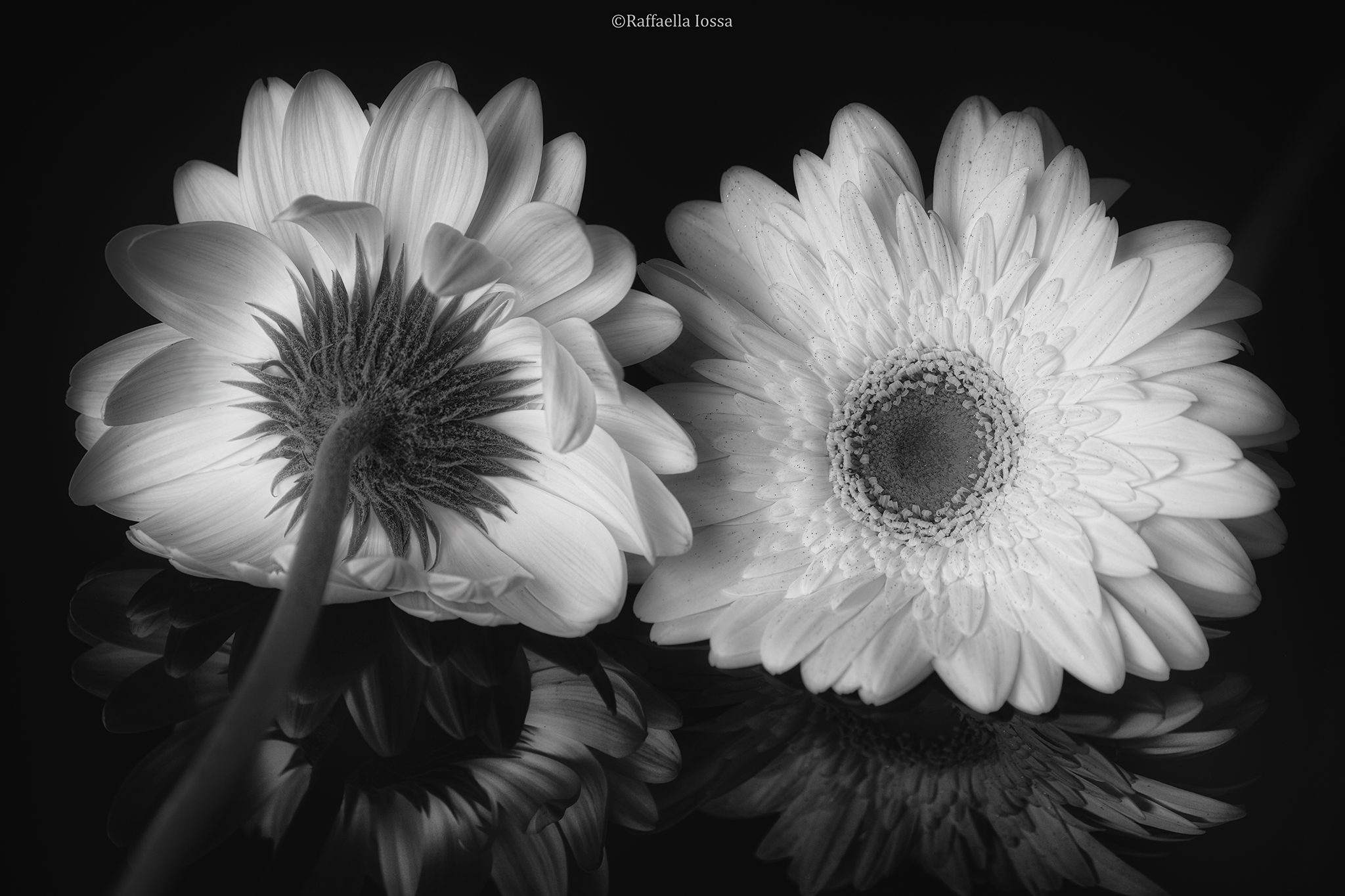Gerbera