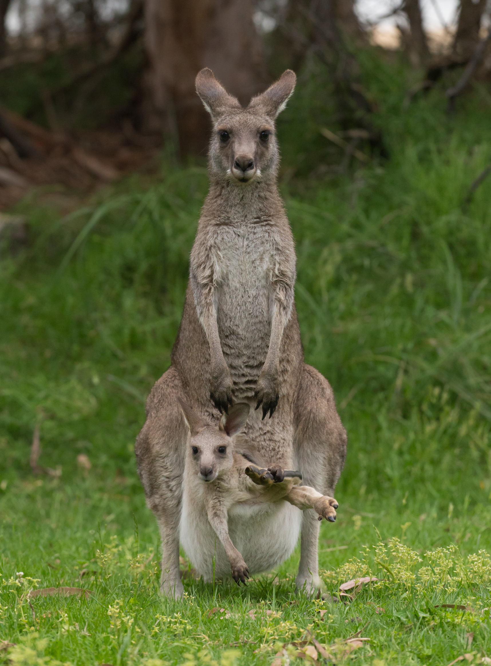 Australian Family Portrait