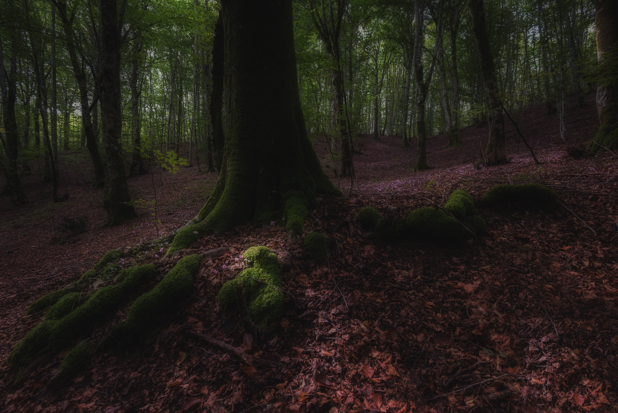 Underwood, Pollino National Park