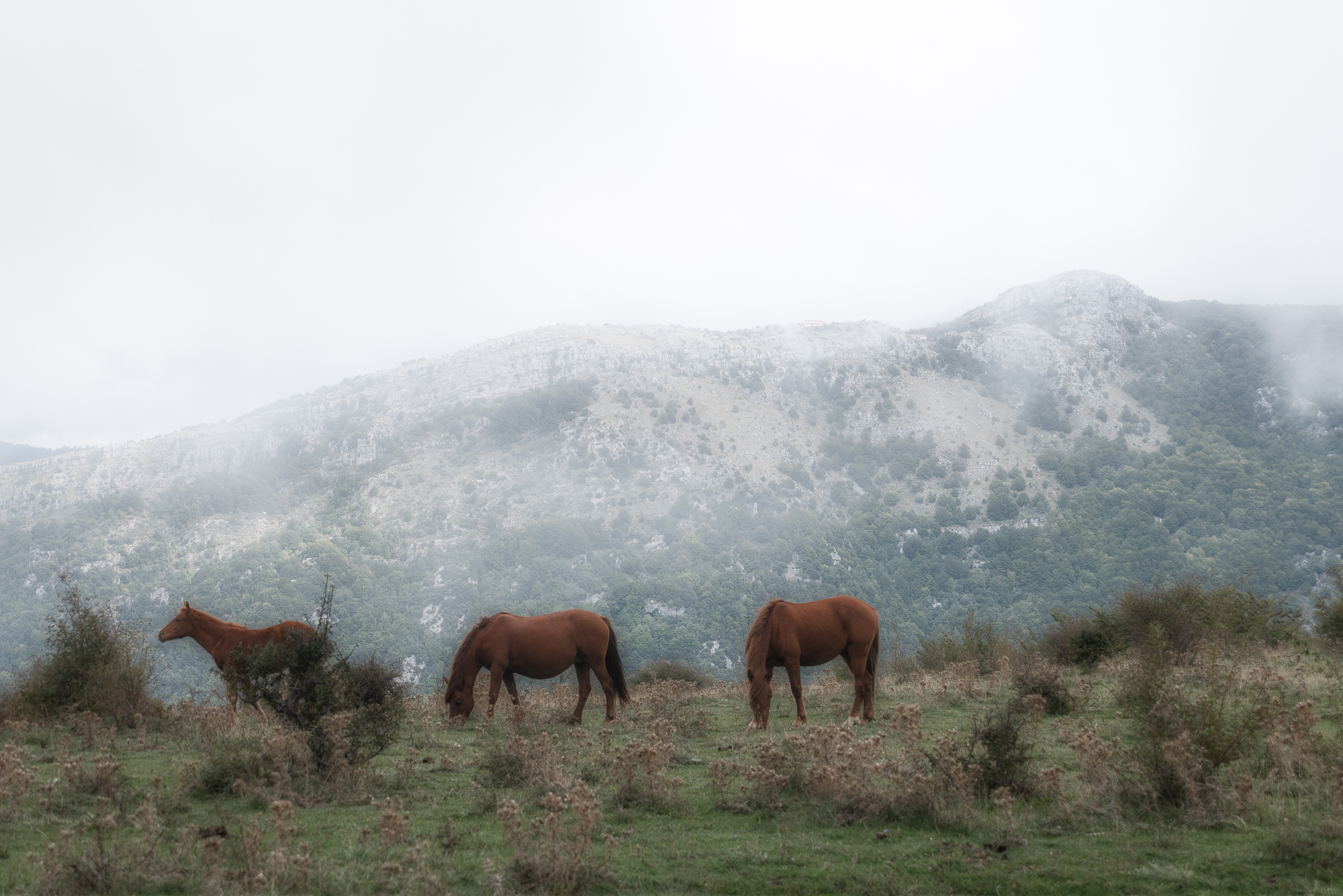 Horses, Pollino National Park
