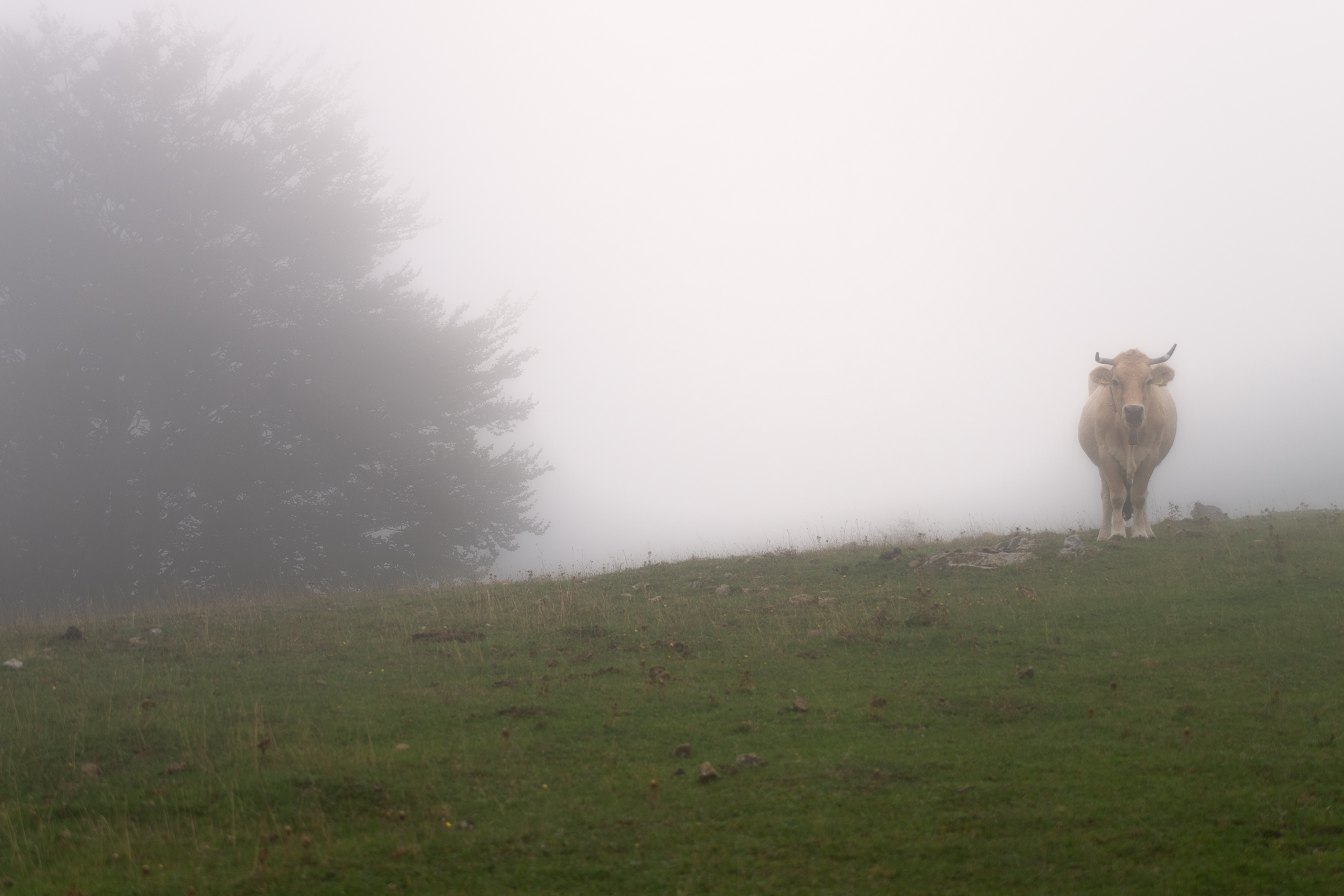 Opposite, Pollino National Park