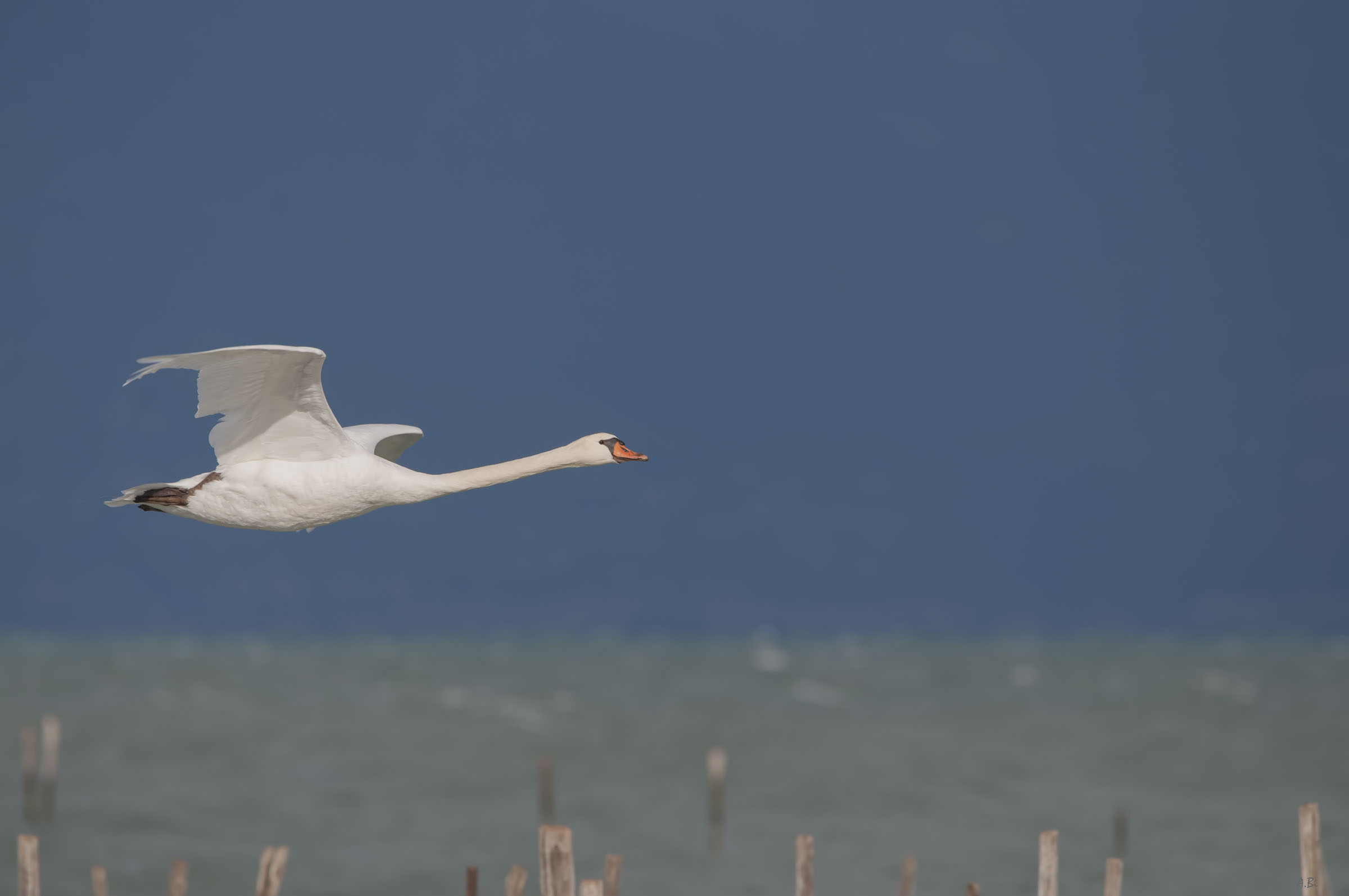 The Flight of the Swan