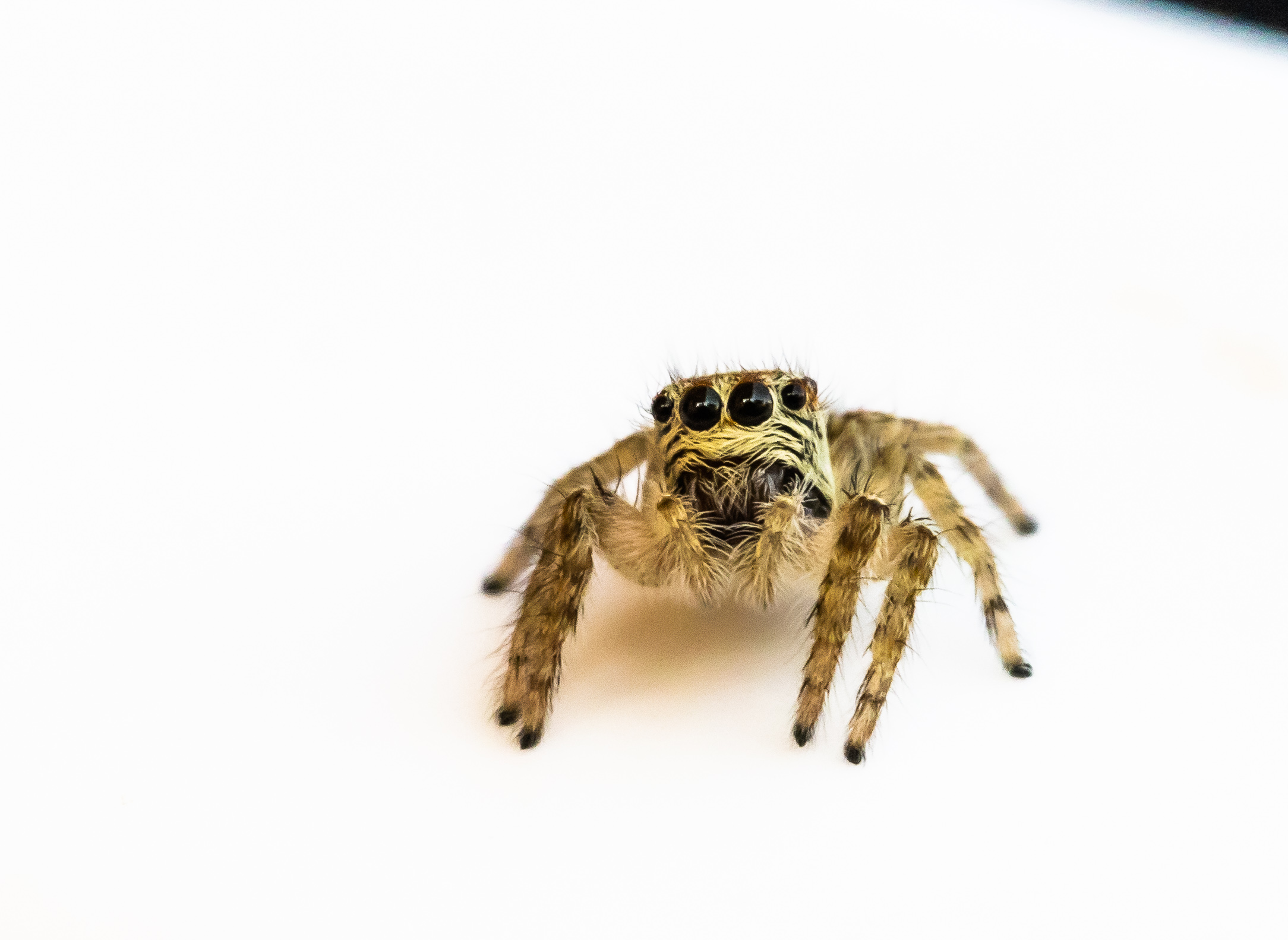 Jumping Spider - Salticidae