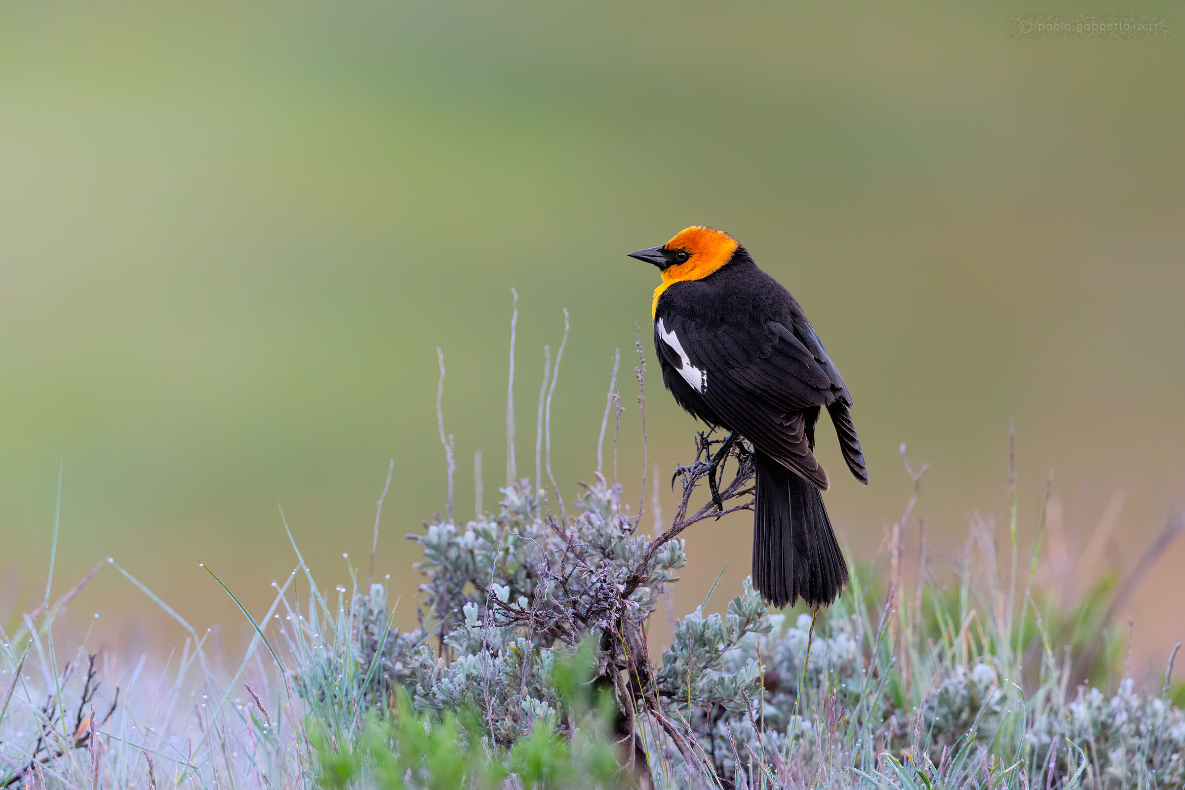 Yellow-headed blackbird