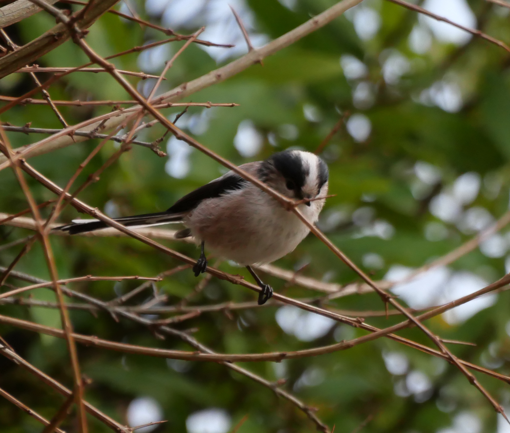 Stamattina sul mio balcone