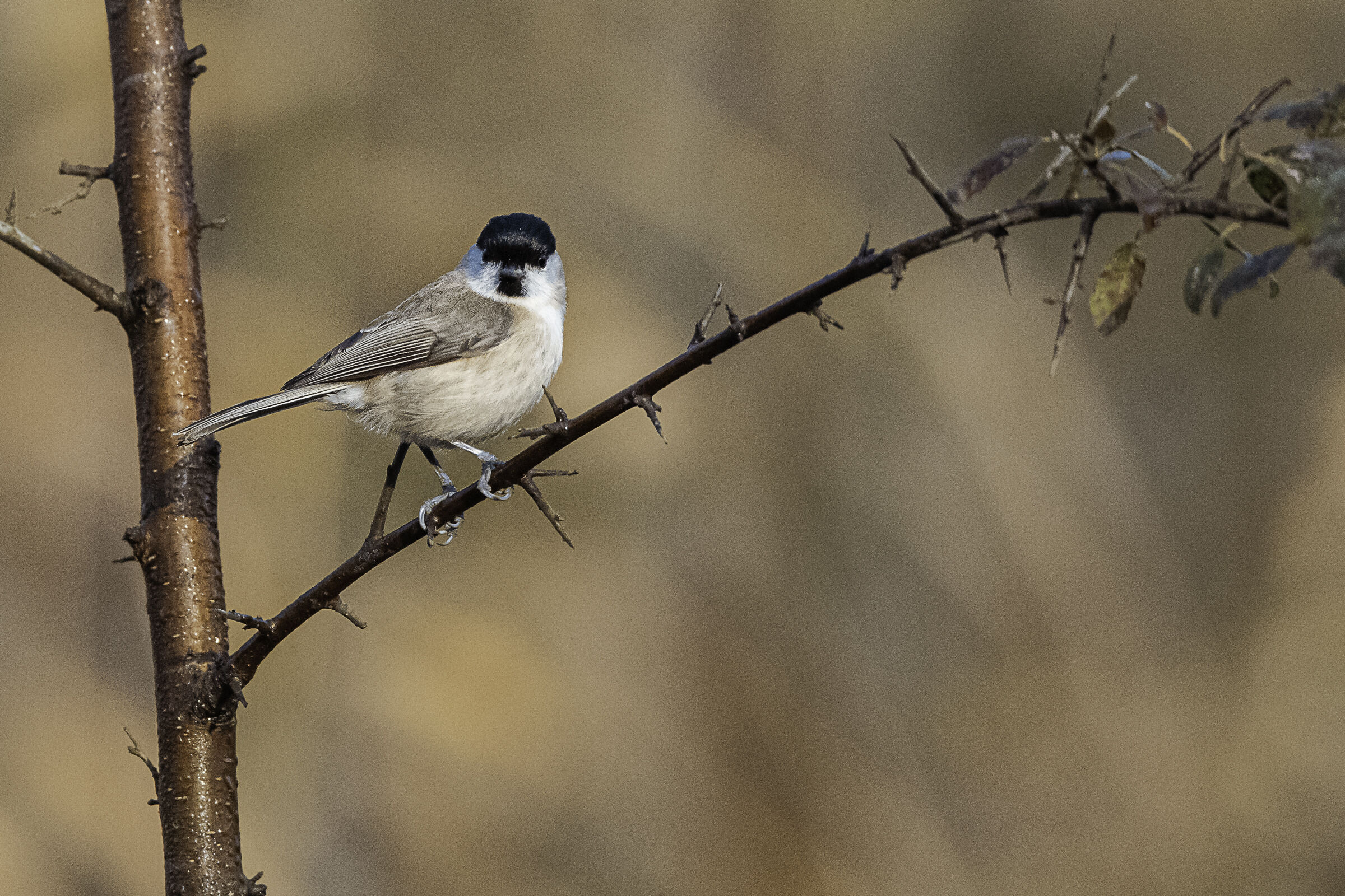 The Look of the Bigia