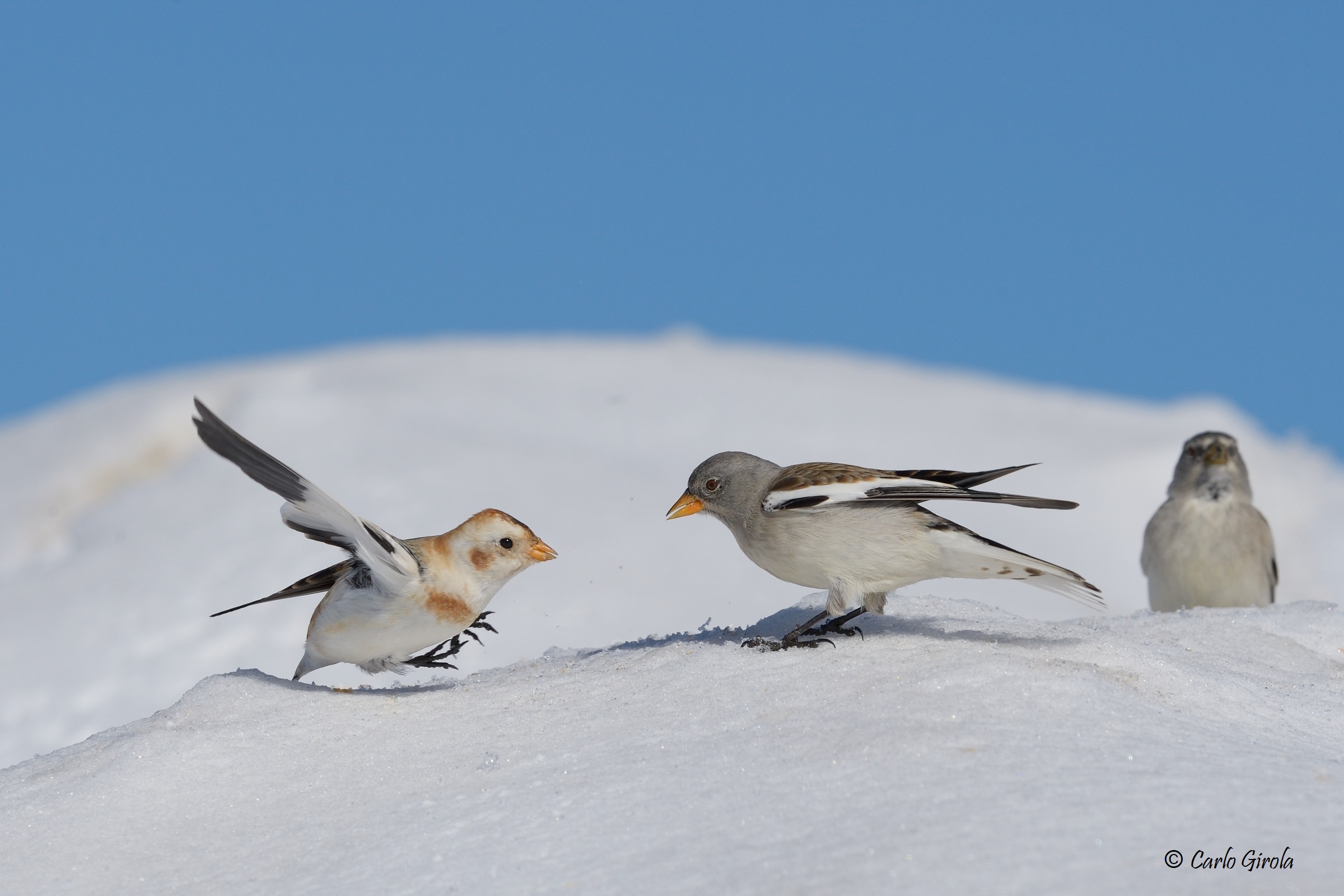 Snow zigolo (Plectrophenax nivalis)