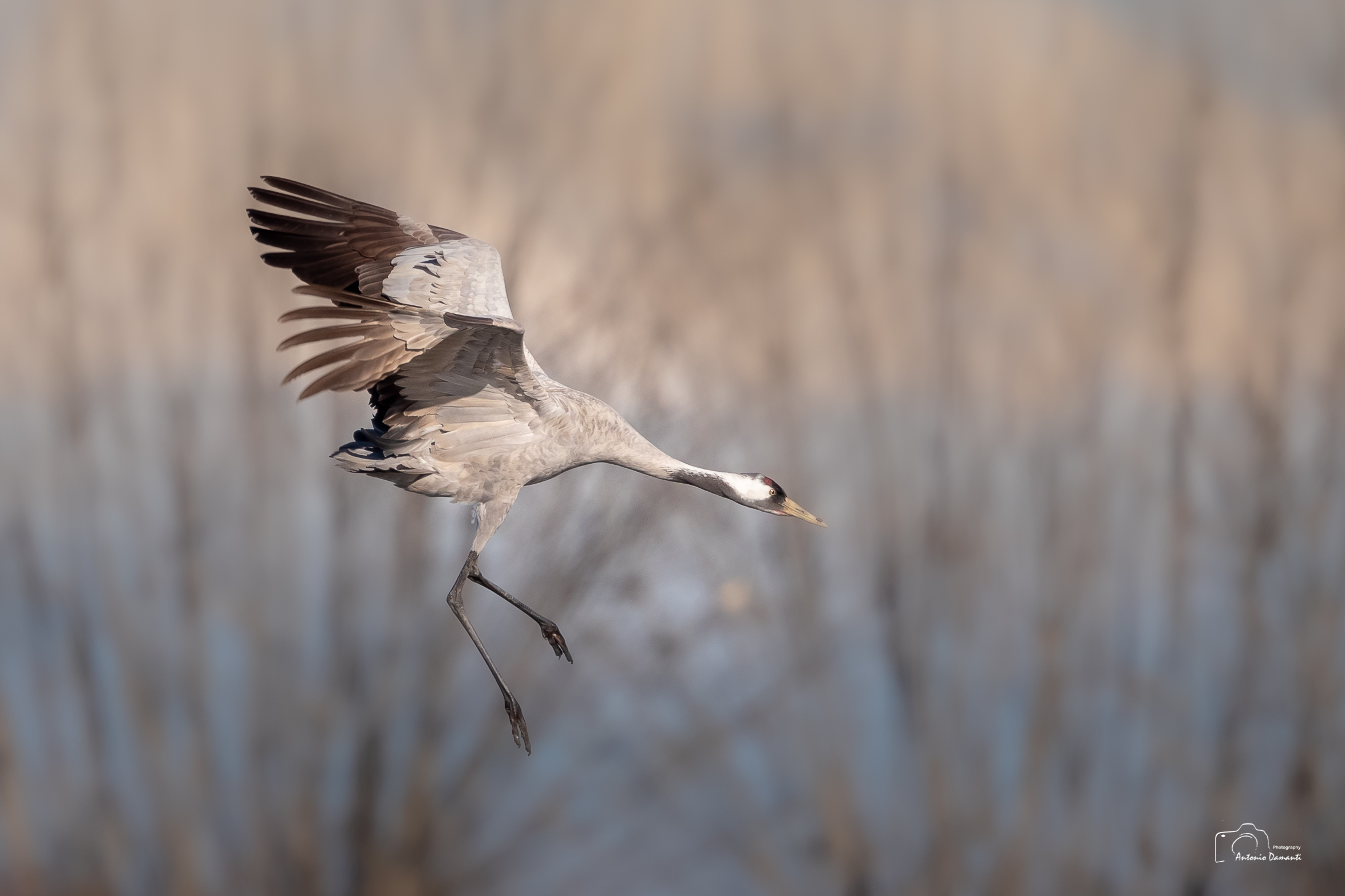 Landing cranes