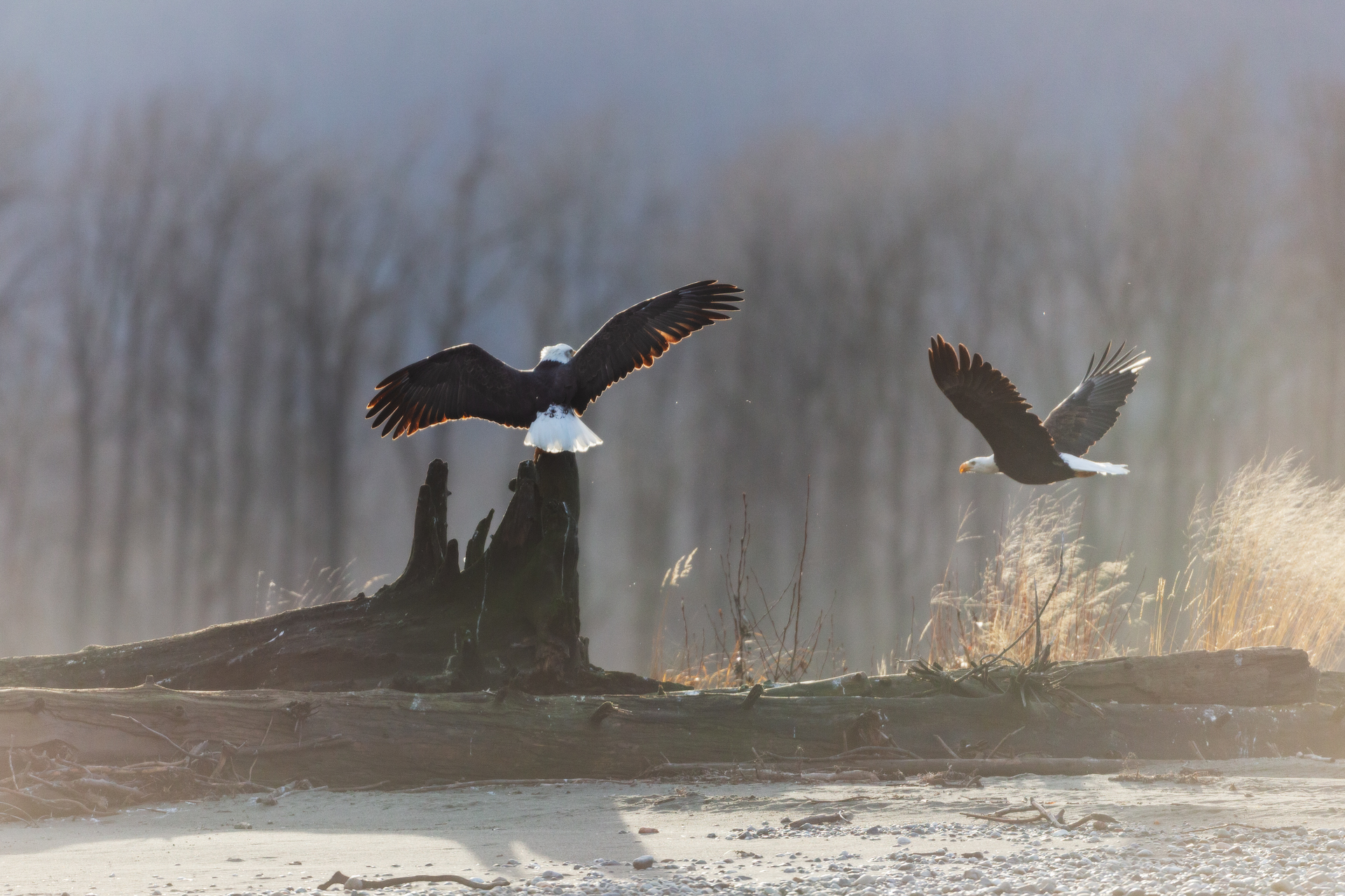 In the shaving light