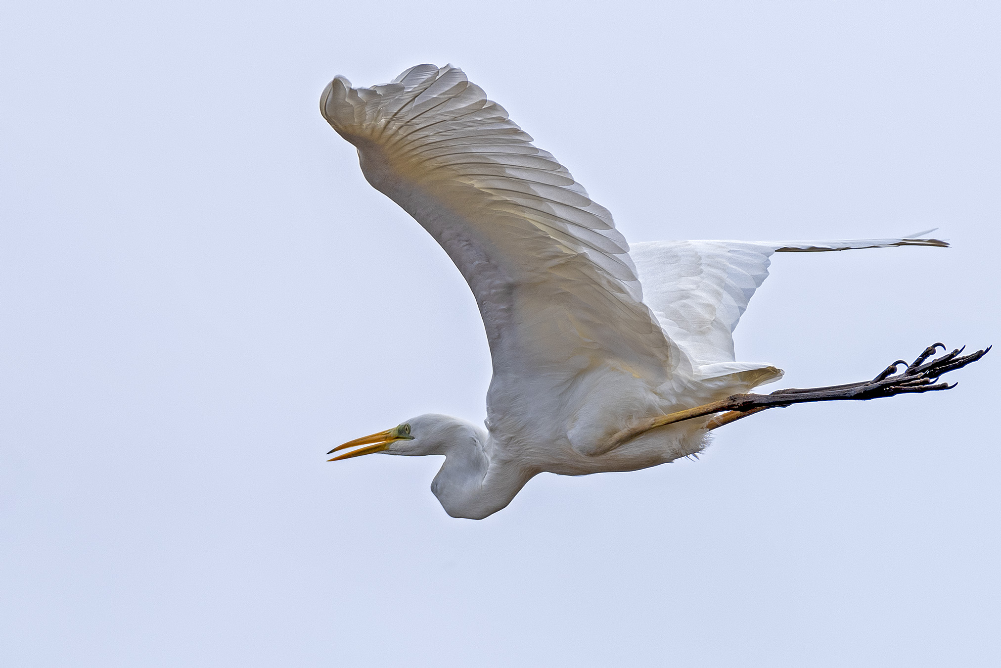 Major white heron