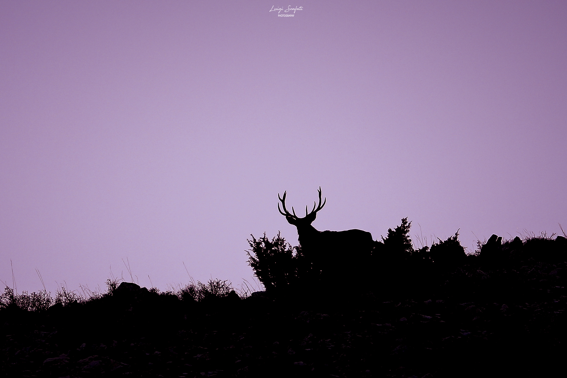 Presenze al tramonto