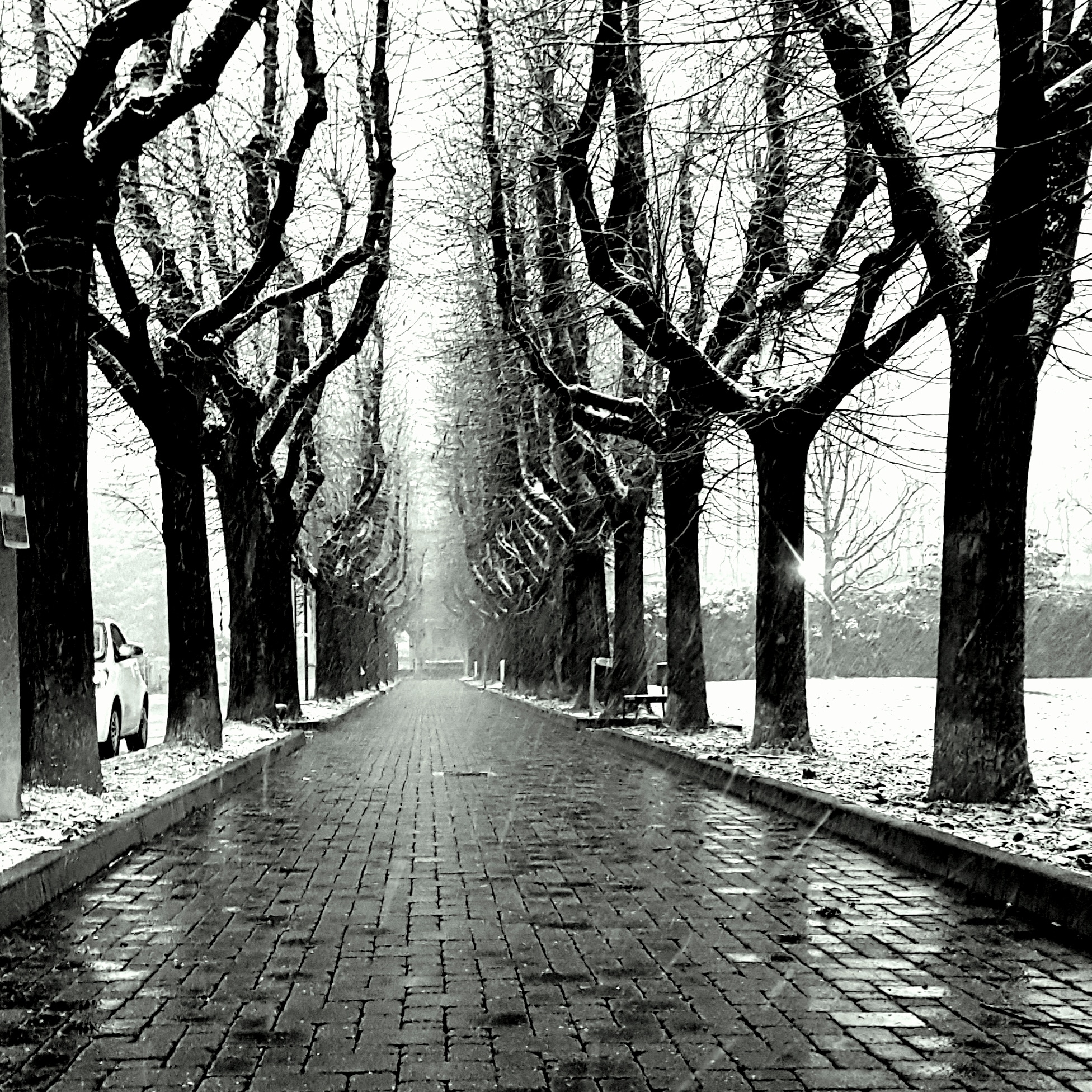 Il viale dei pensieri