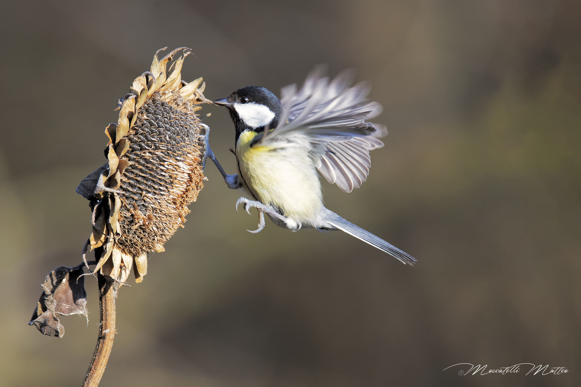 Attacco al girasole