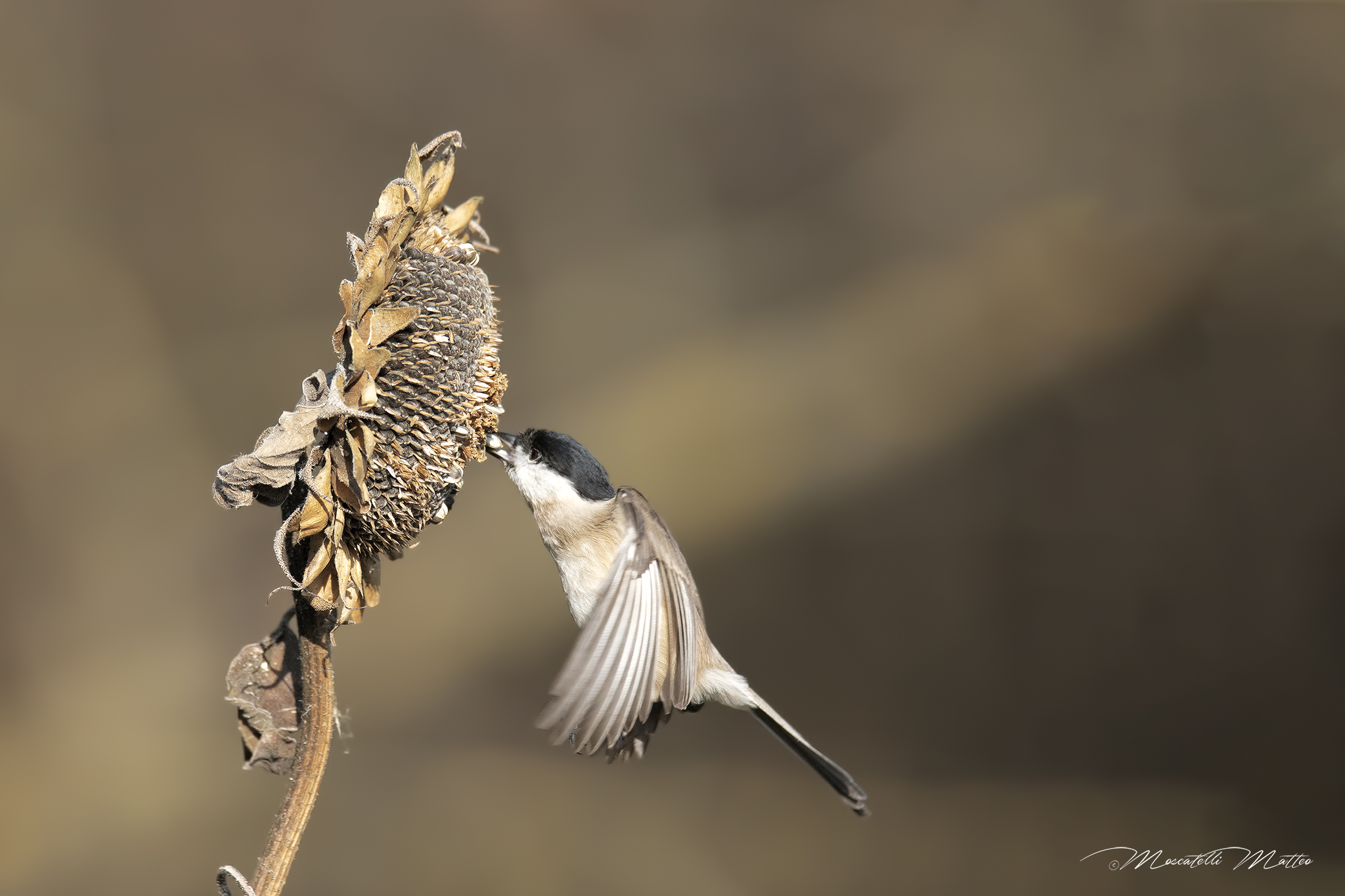 Attacco al girasole