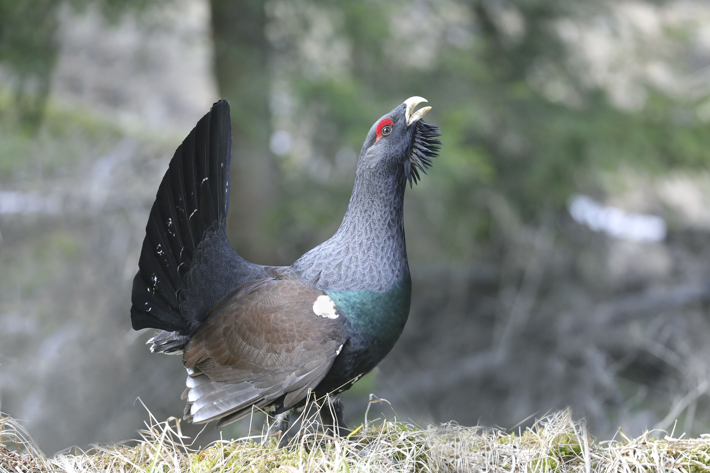 rooster grouse parade