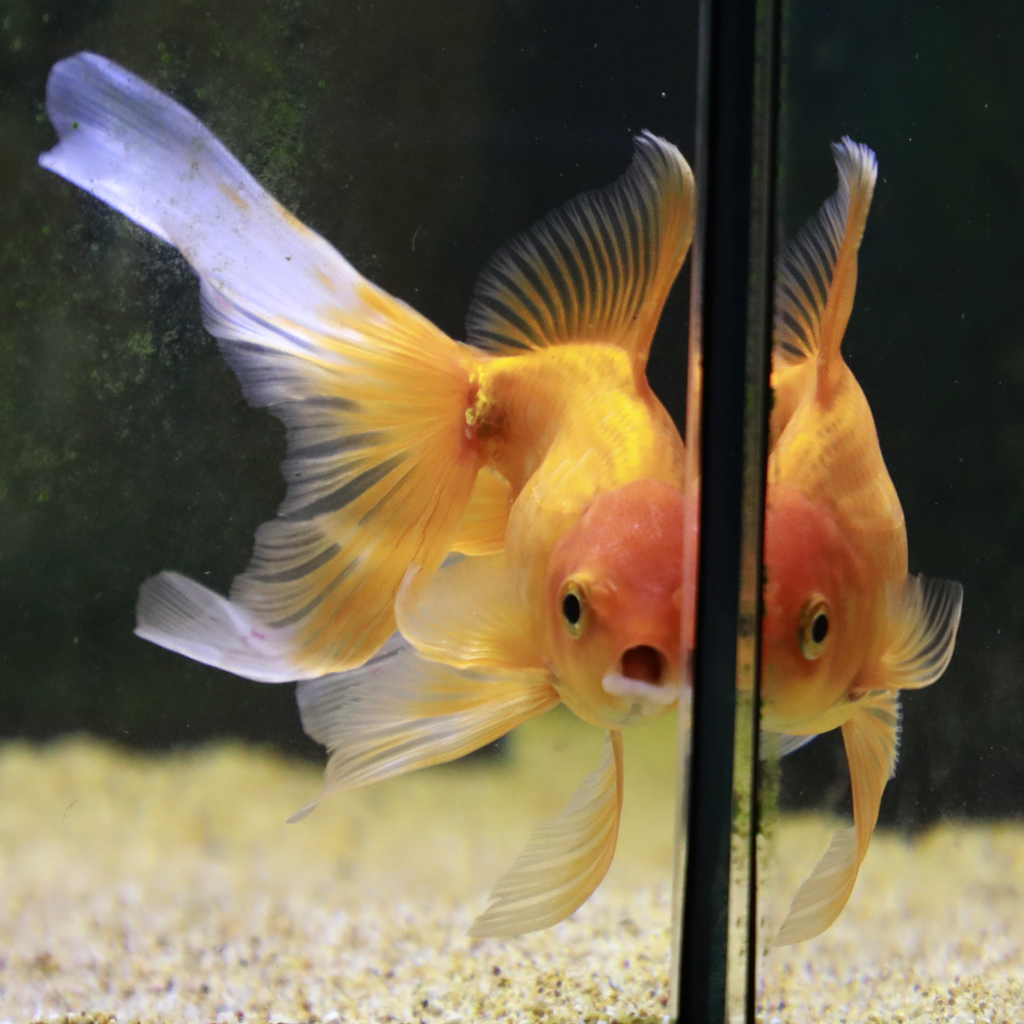 l'angolo dell'acquario 2