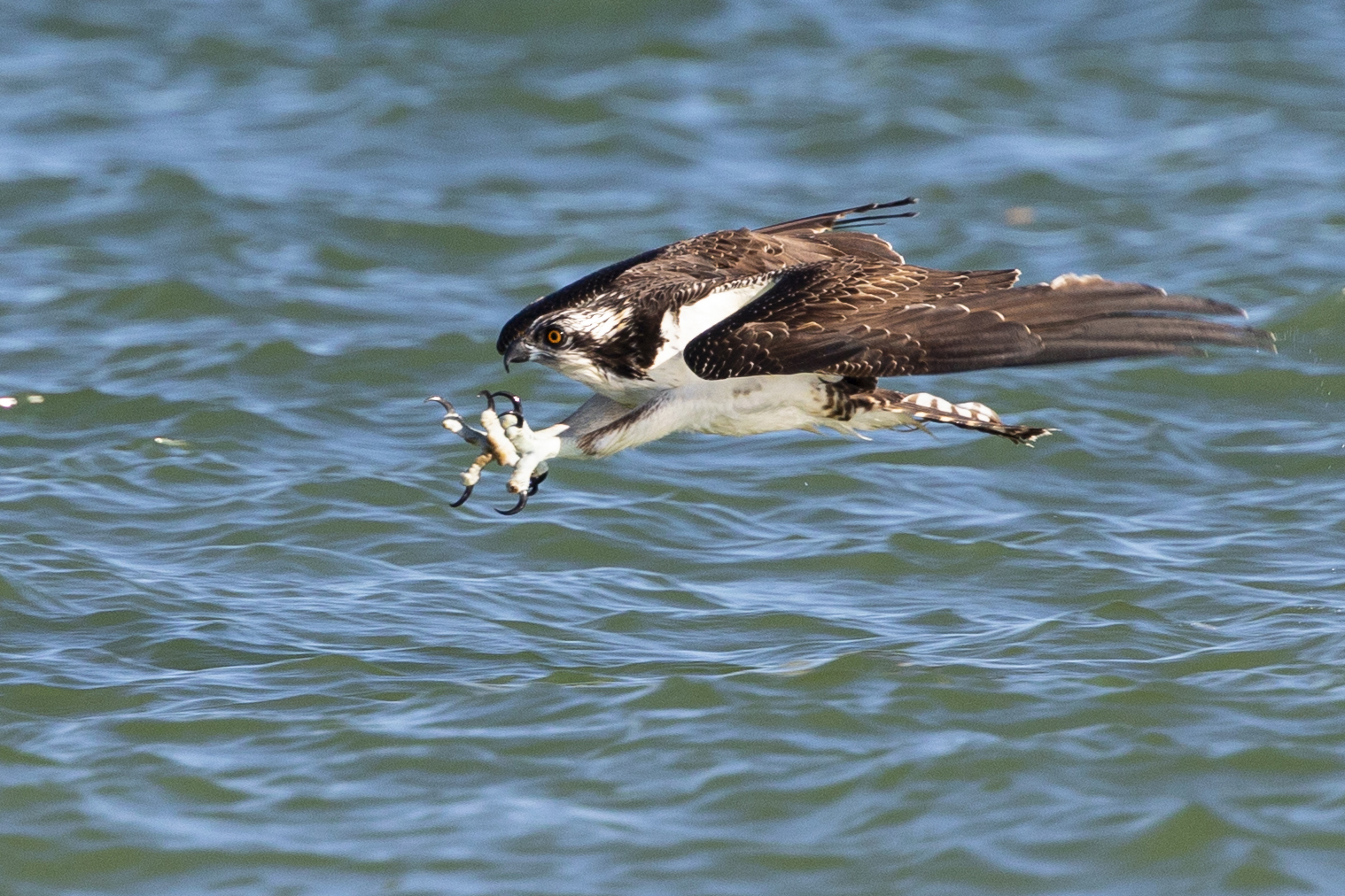 Bombardiere subacqueo
