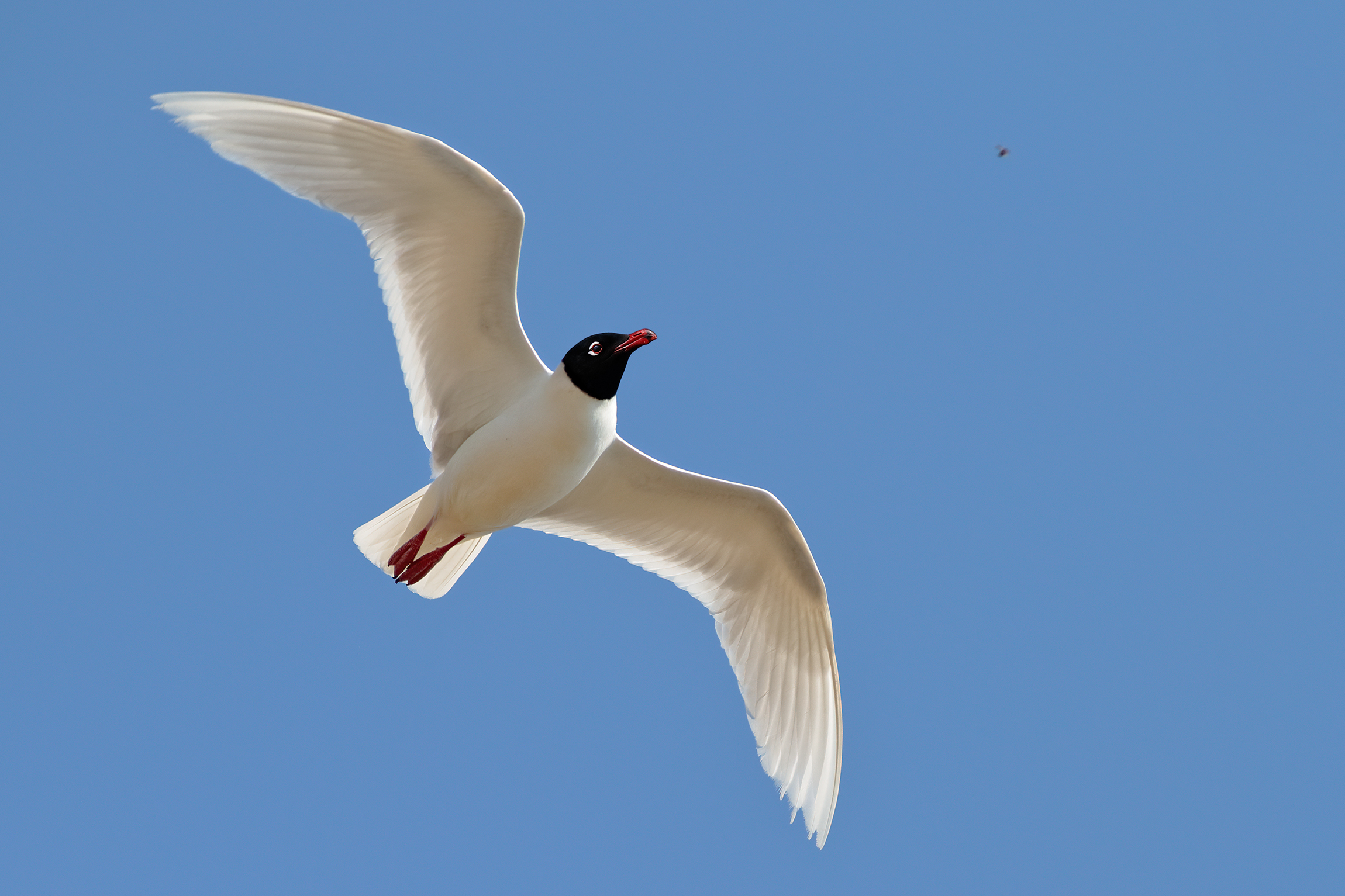 The predatory seagull of insects - Coral gull