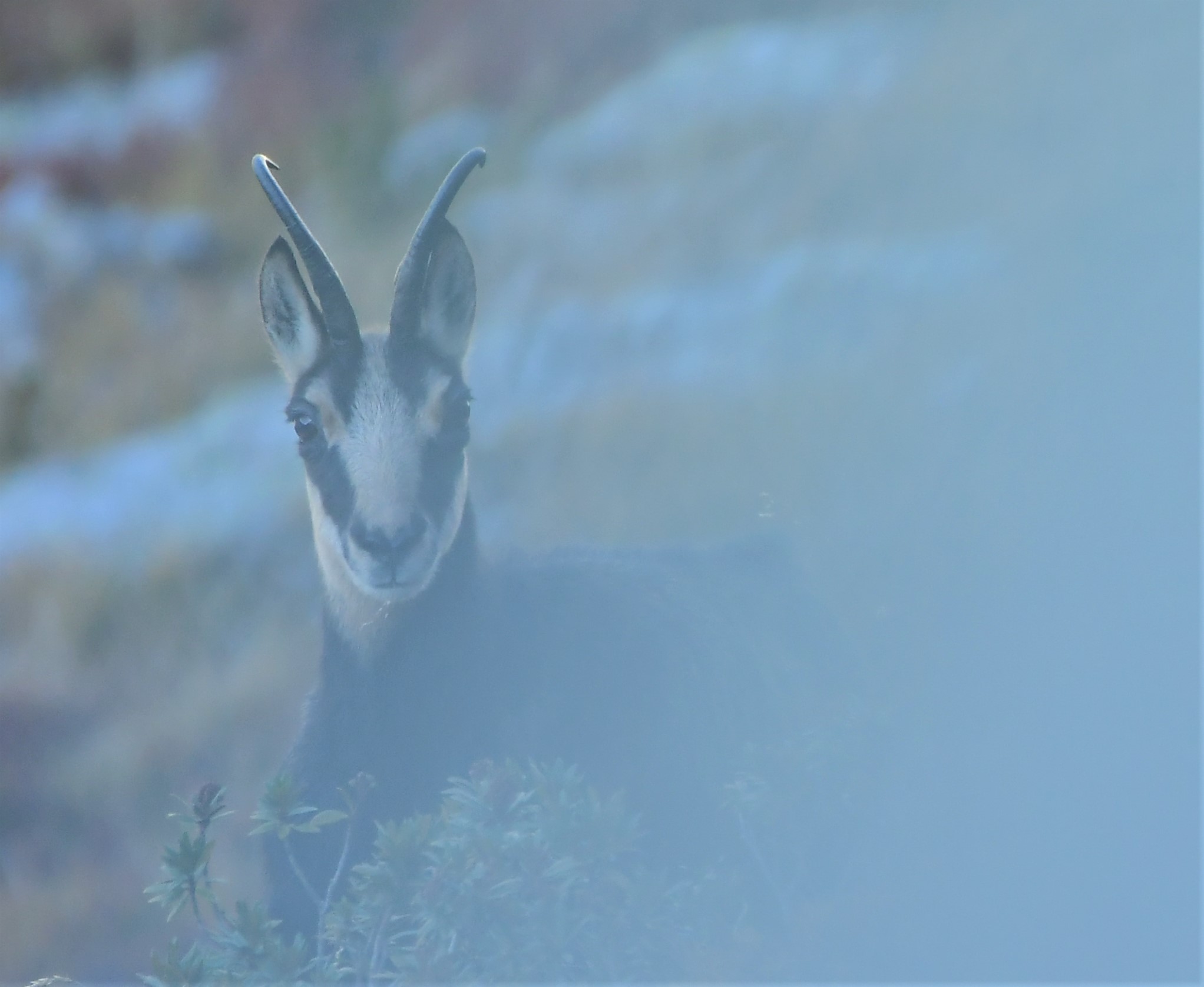 Female suede, shrouded in mist...?