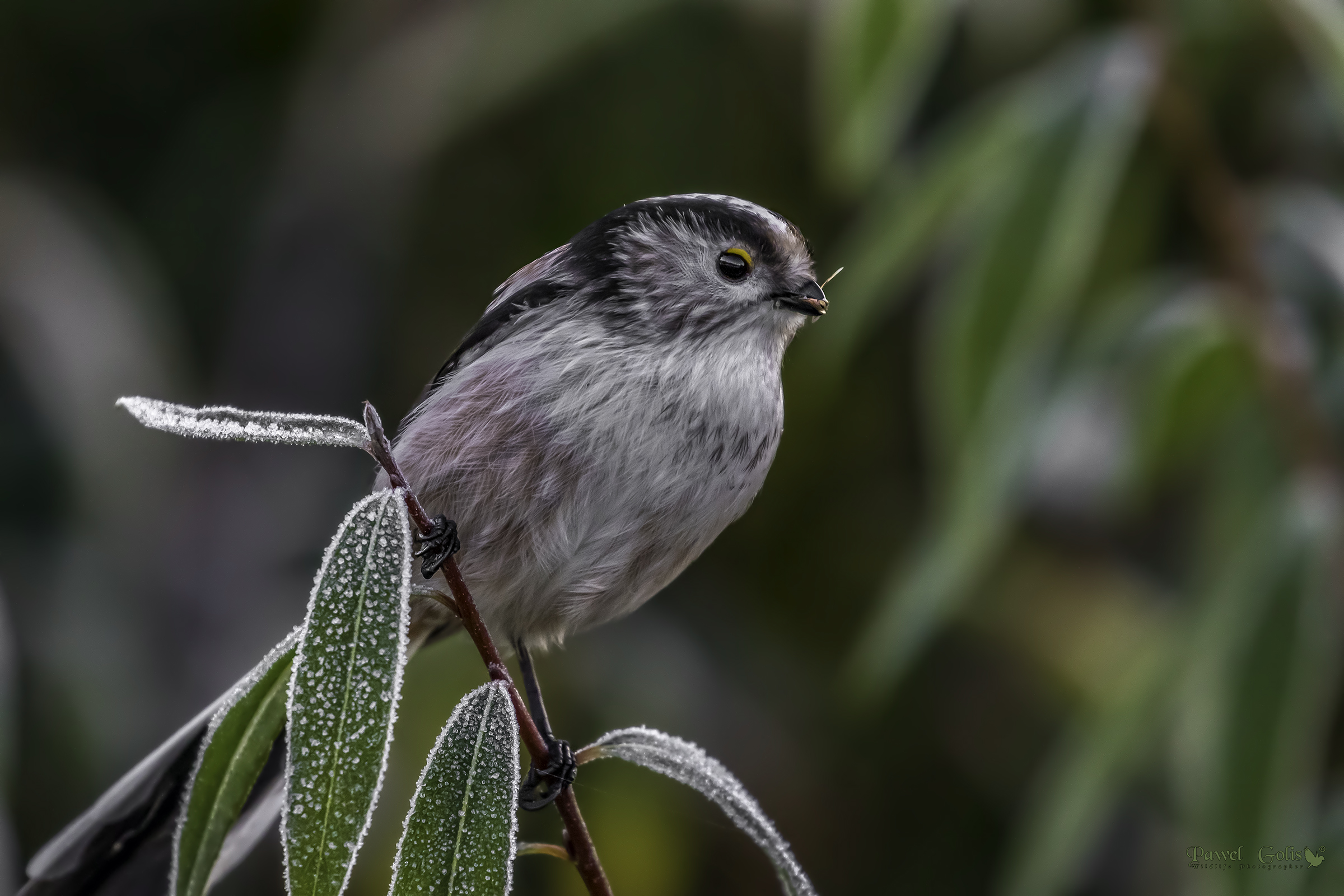 Long-tailed bushtit (Aegithalos caudatus)