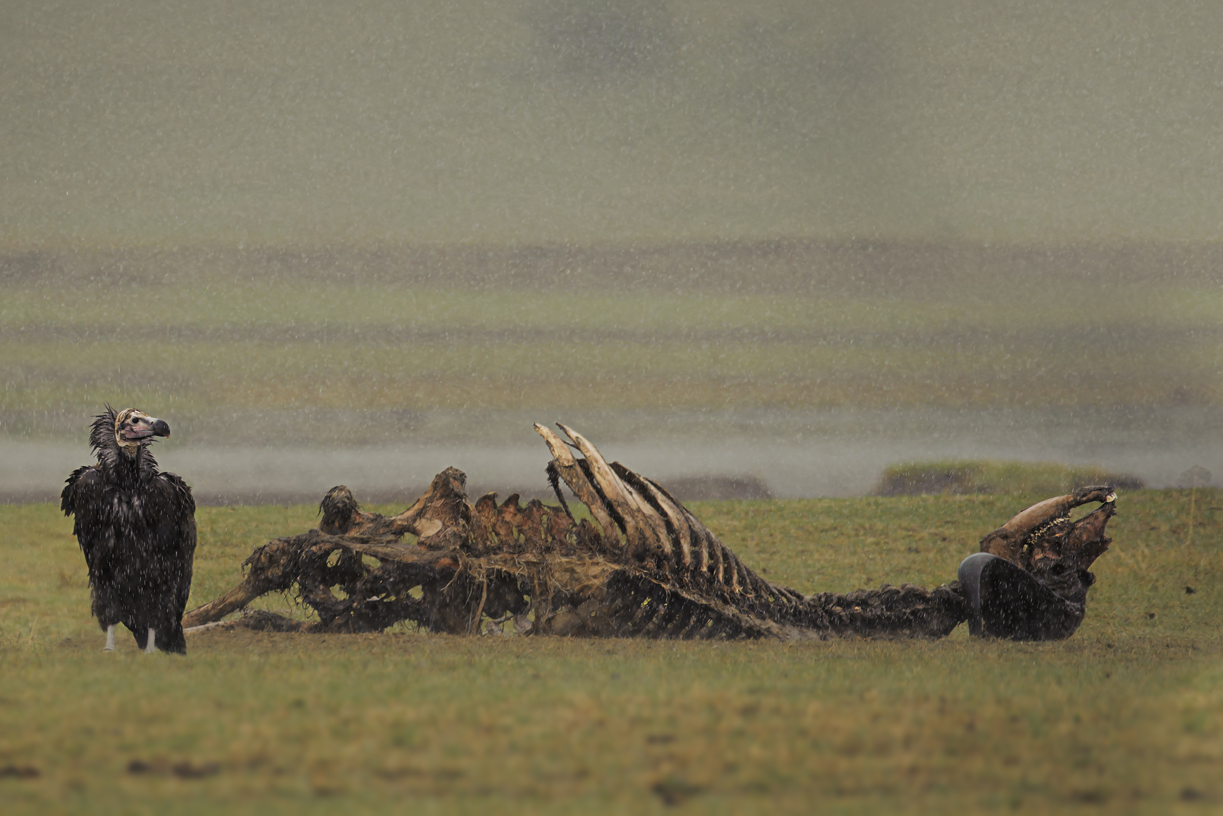 La Pioggia e la Morte