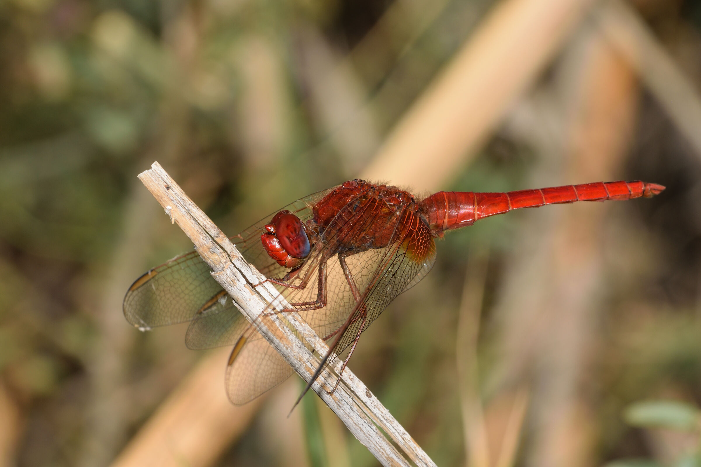 Libellula