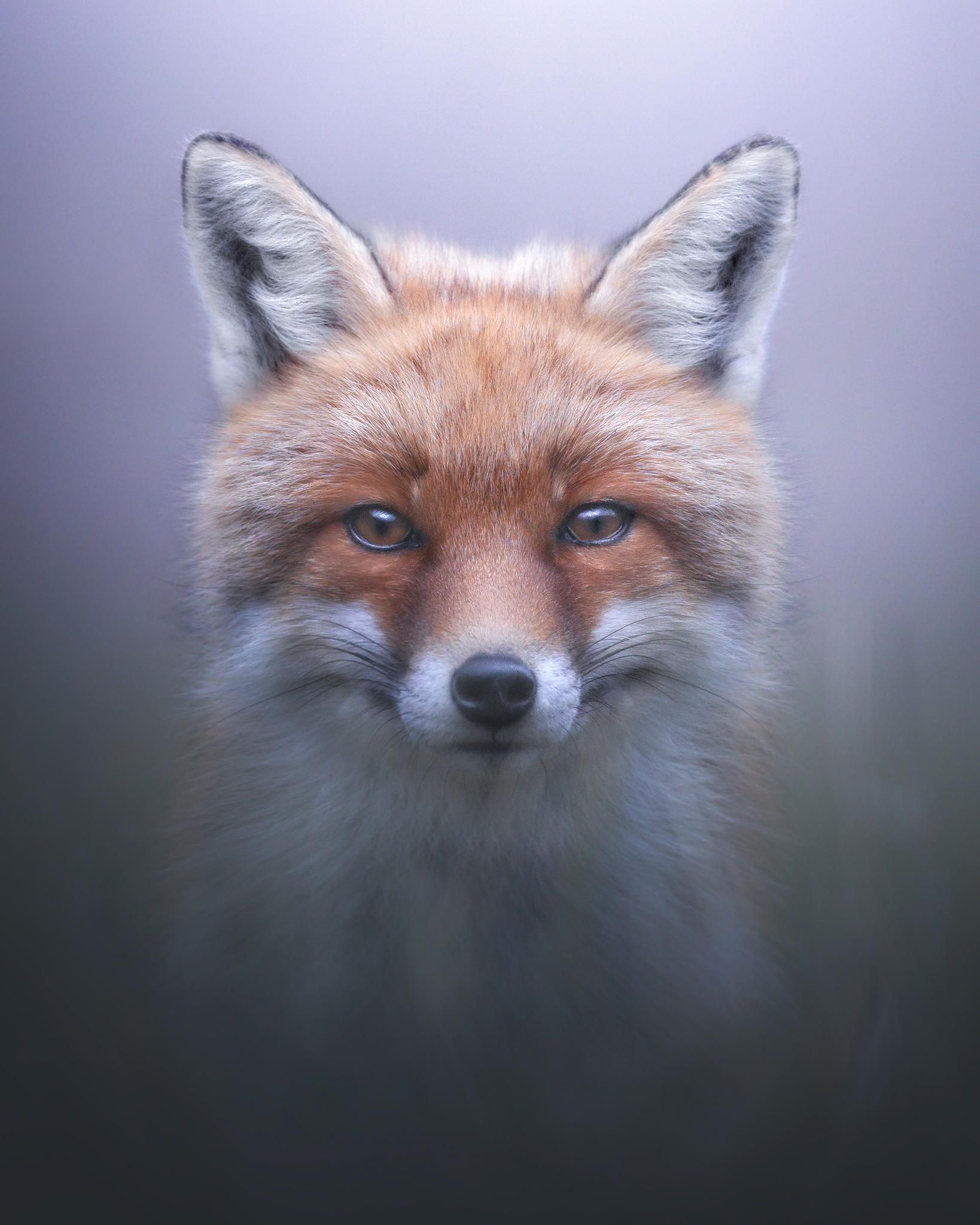 Fox Portrait,