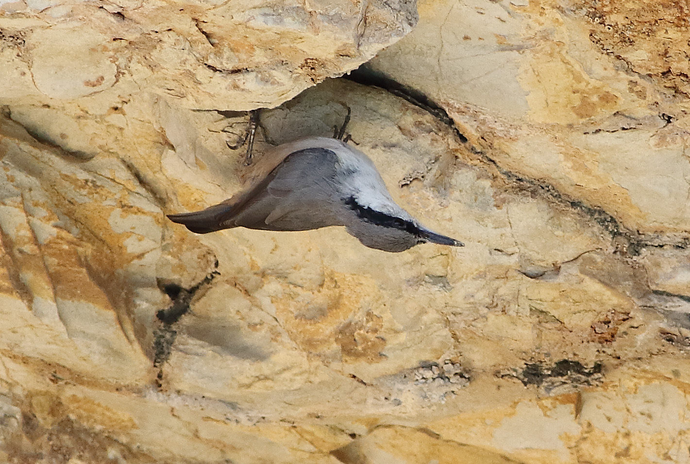 Rock mason woodpecker (Sitta neumayer)