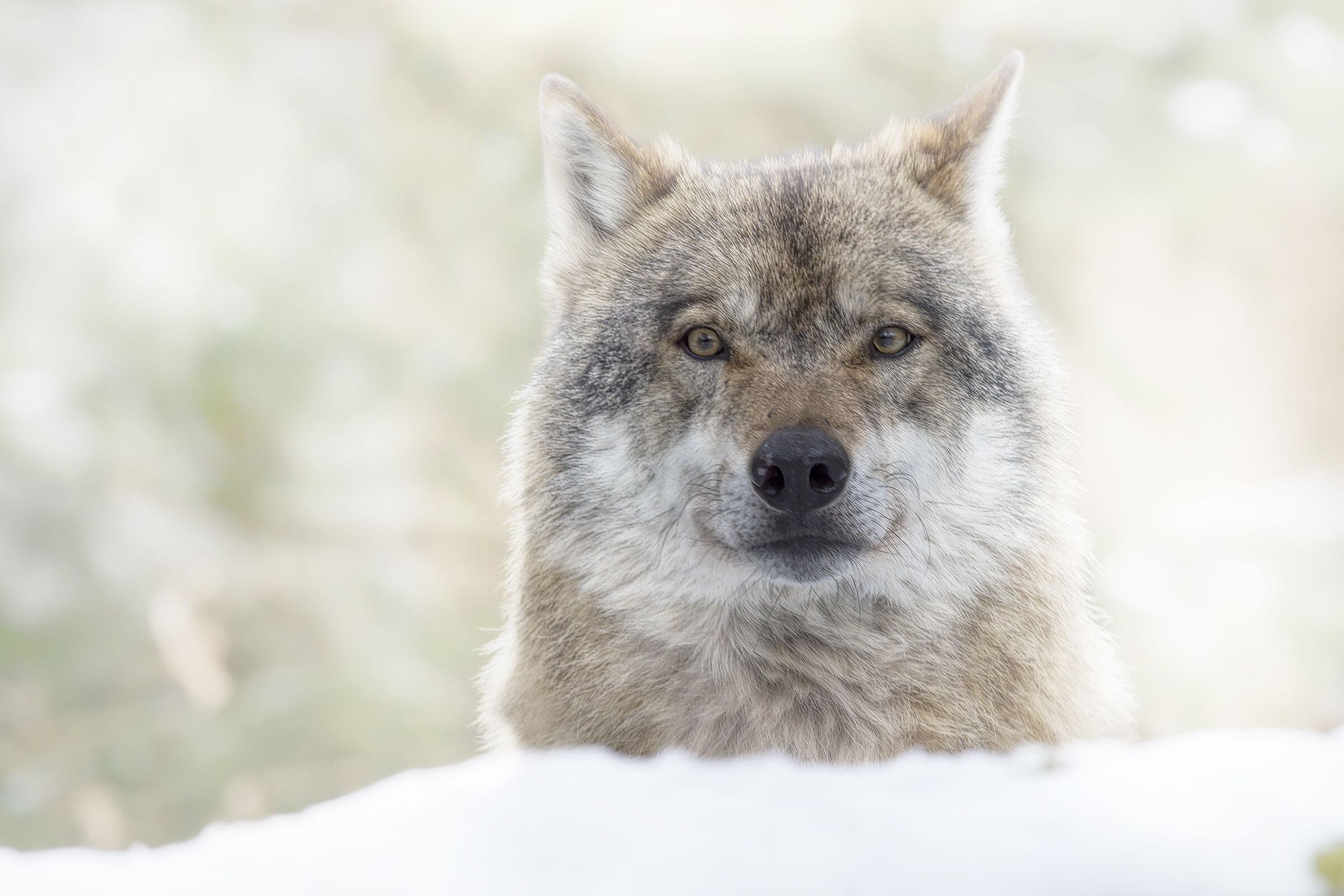 act the snow at the bayerisher