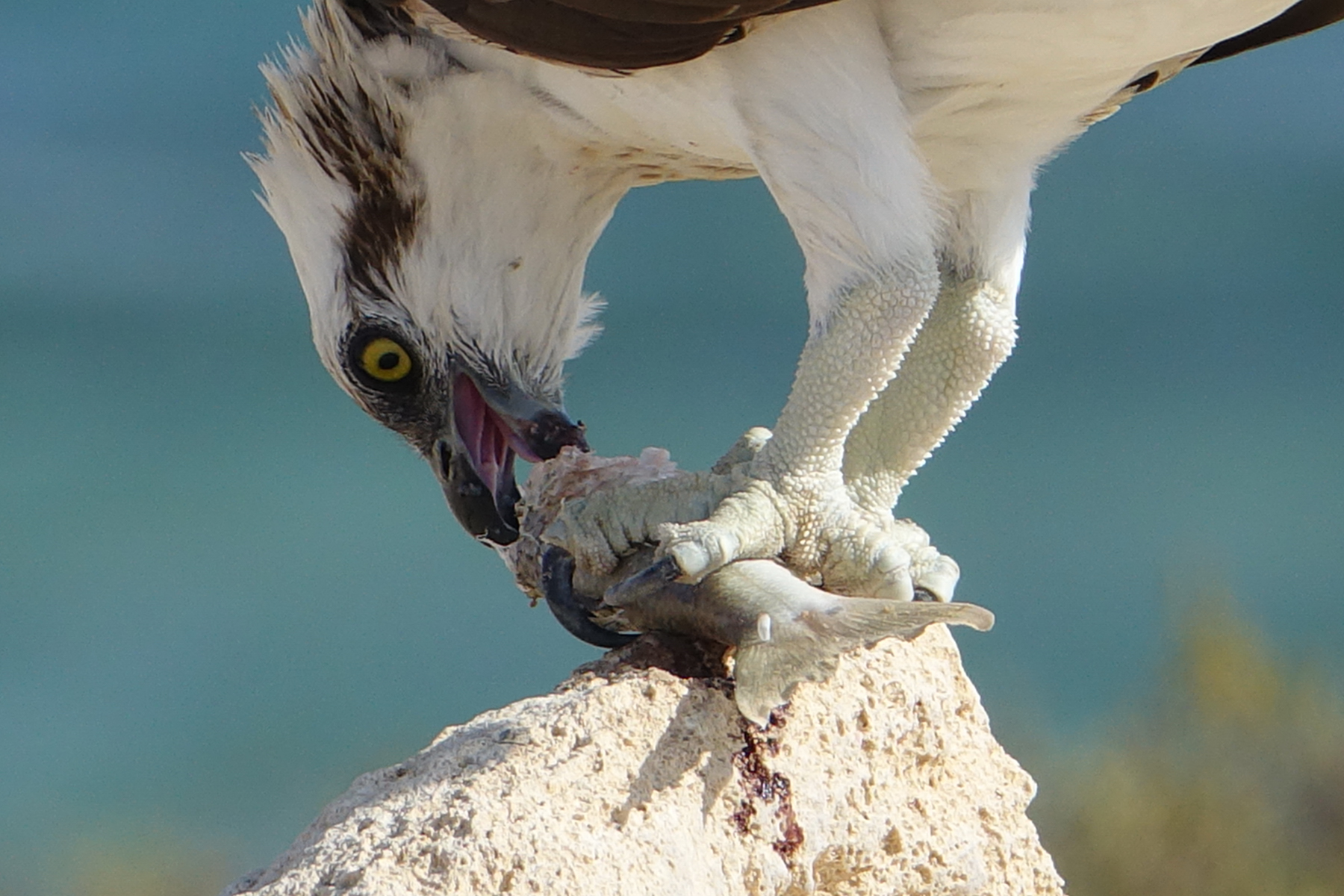 The beak got out of the proud meal...