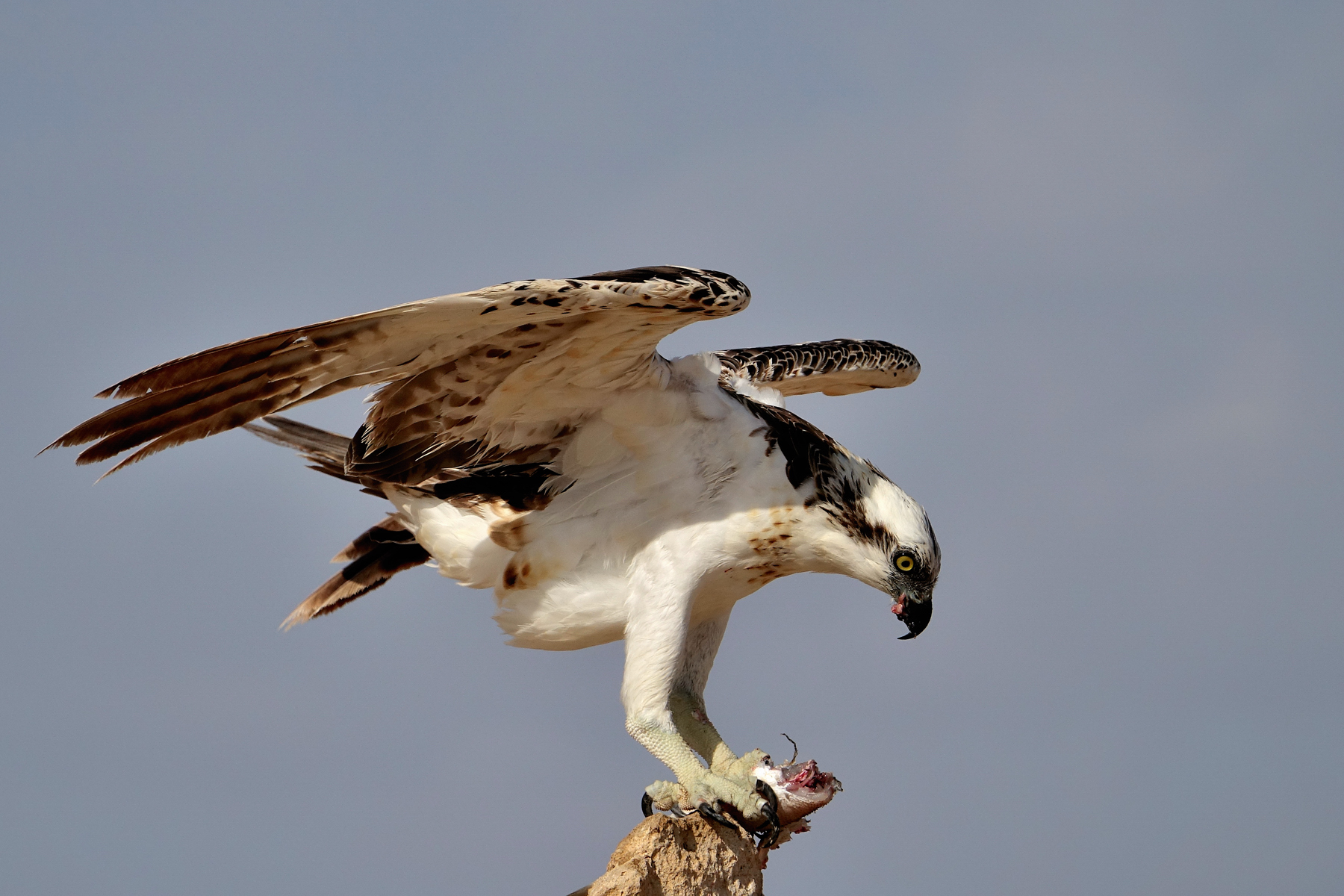 Falco pescatore 2