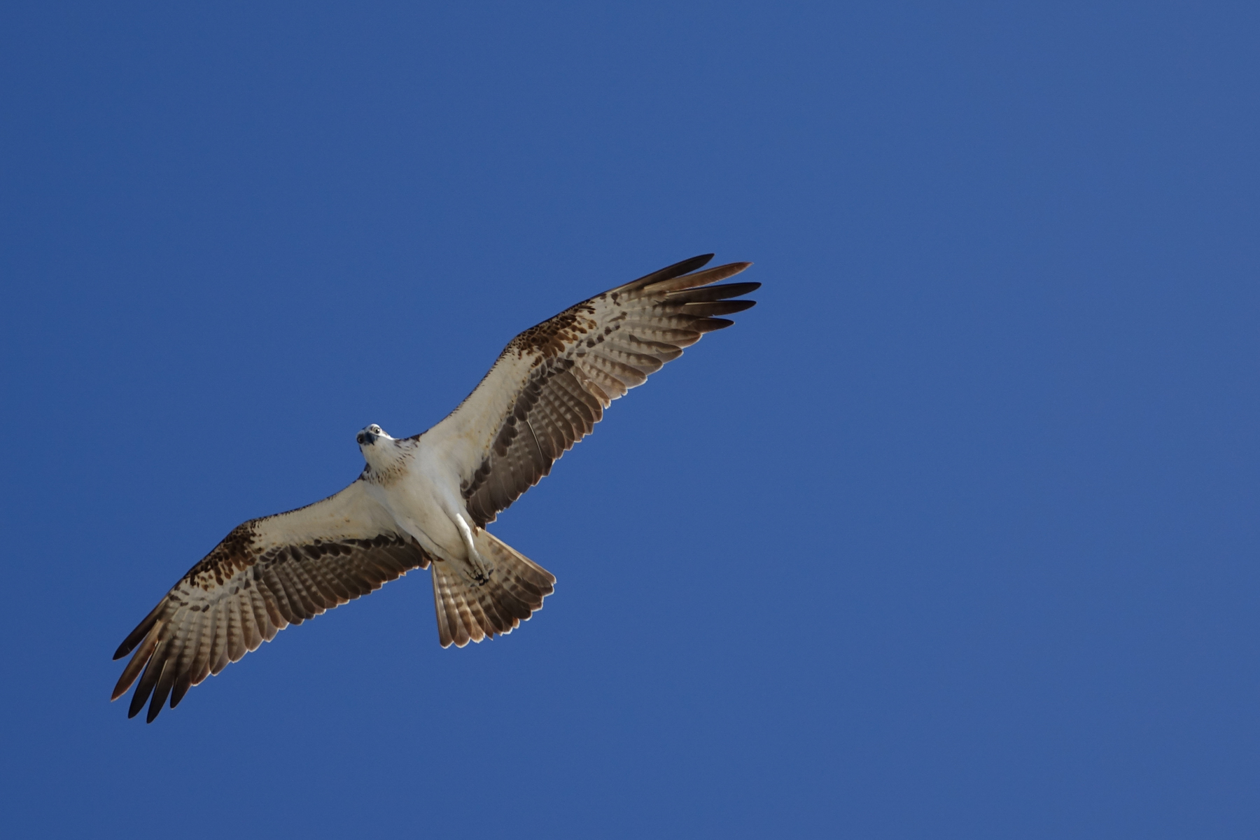 Hawk Hawk 3