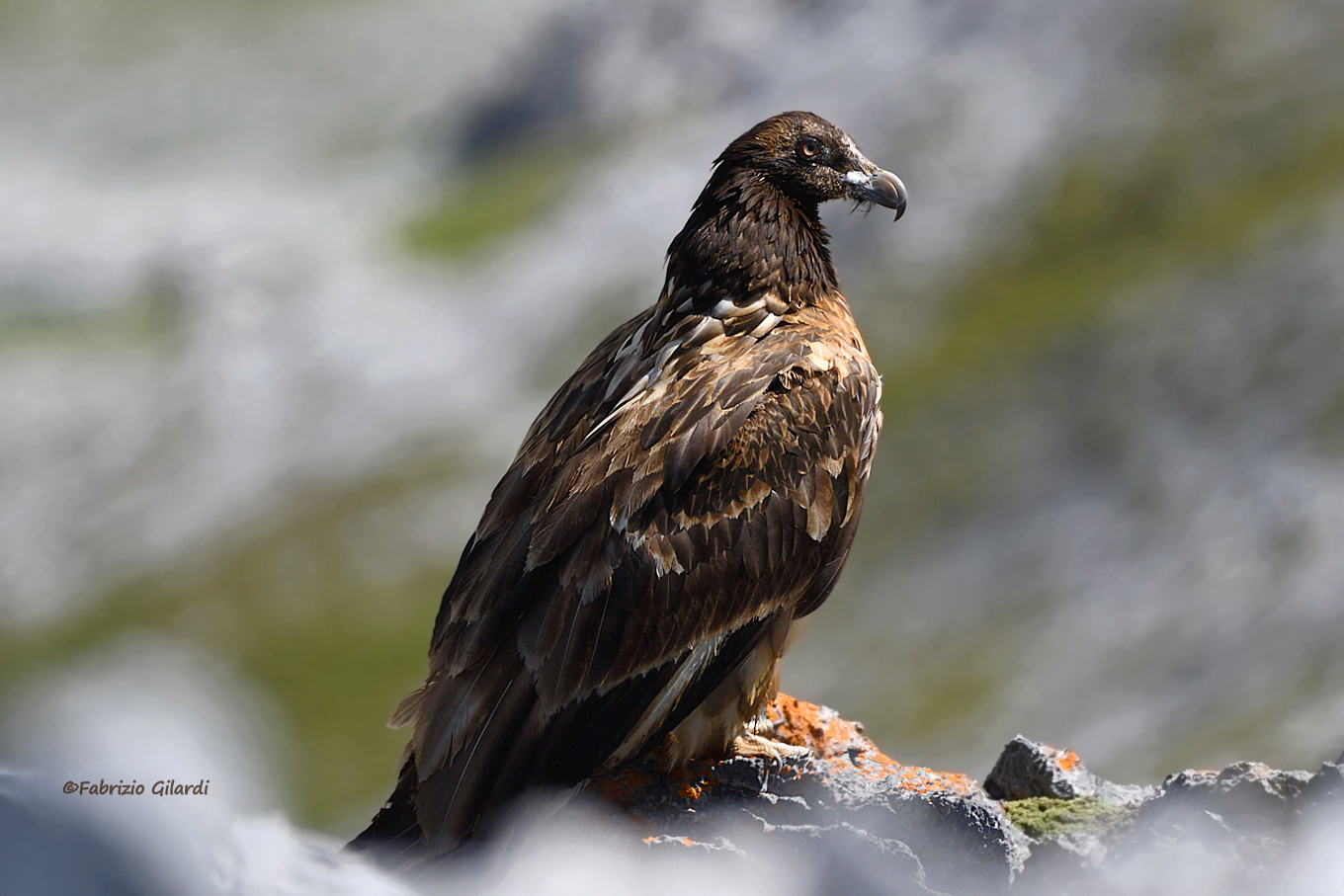 Gypaetus barbatus (Gipeto juv.)