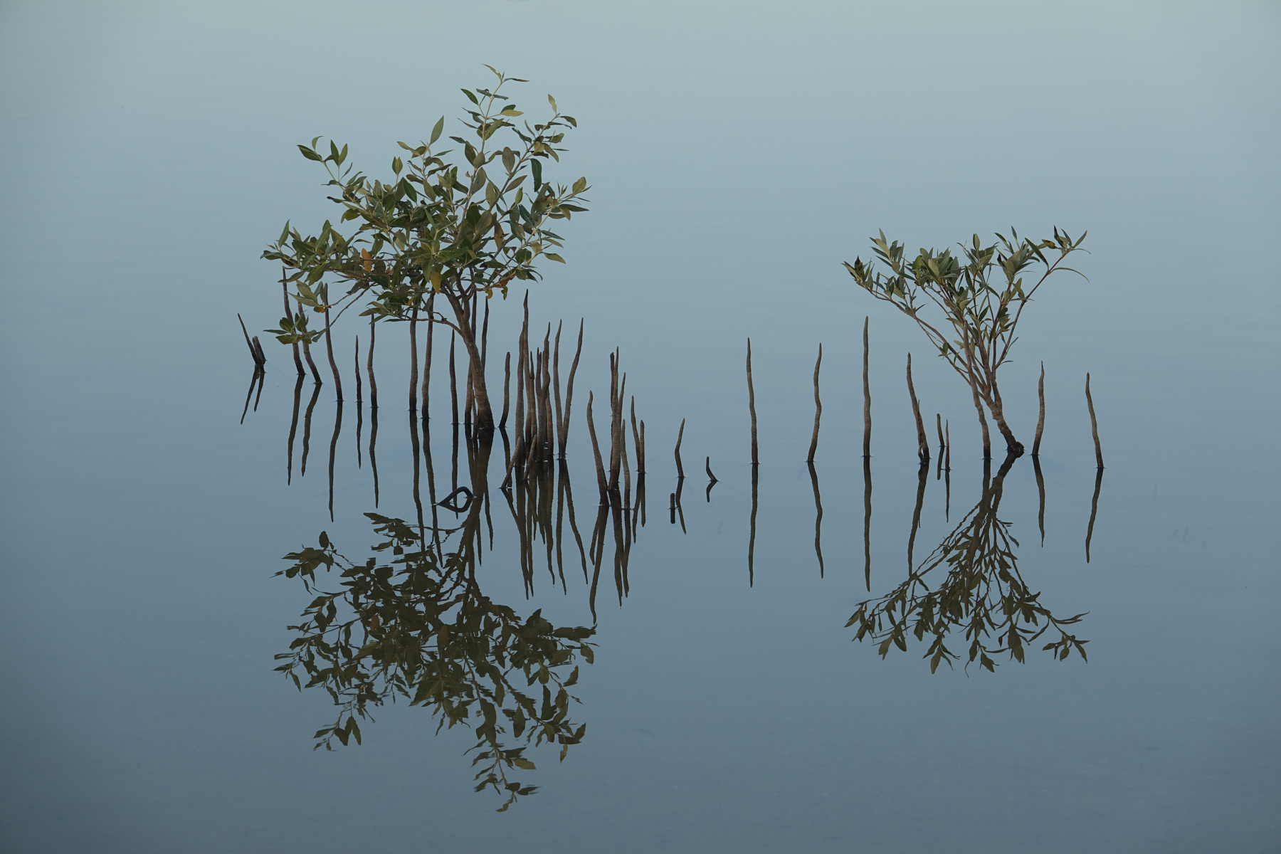 Mangrovie allo specchio