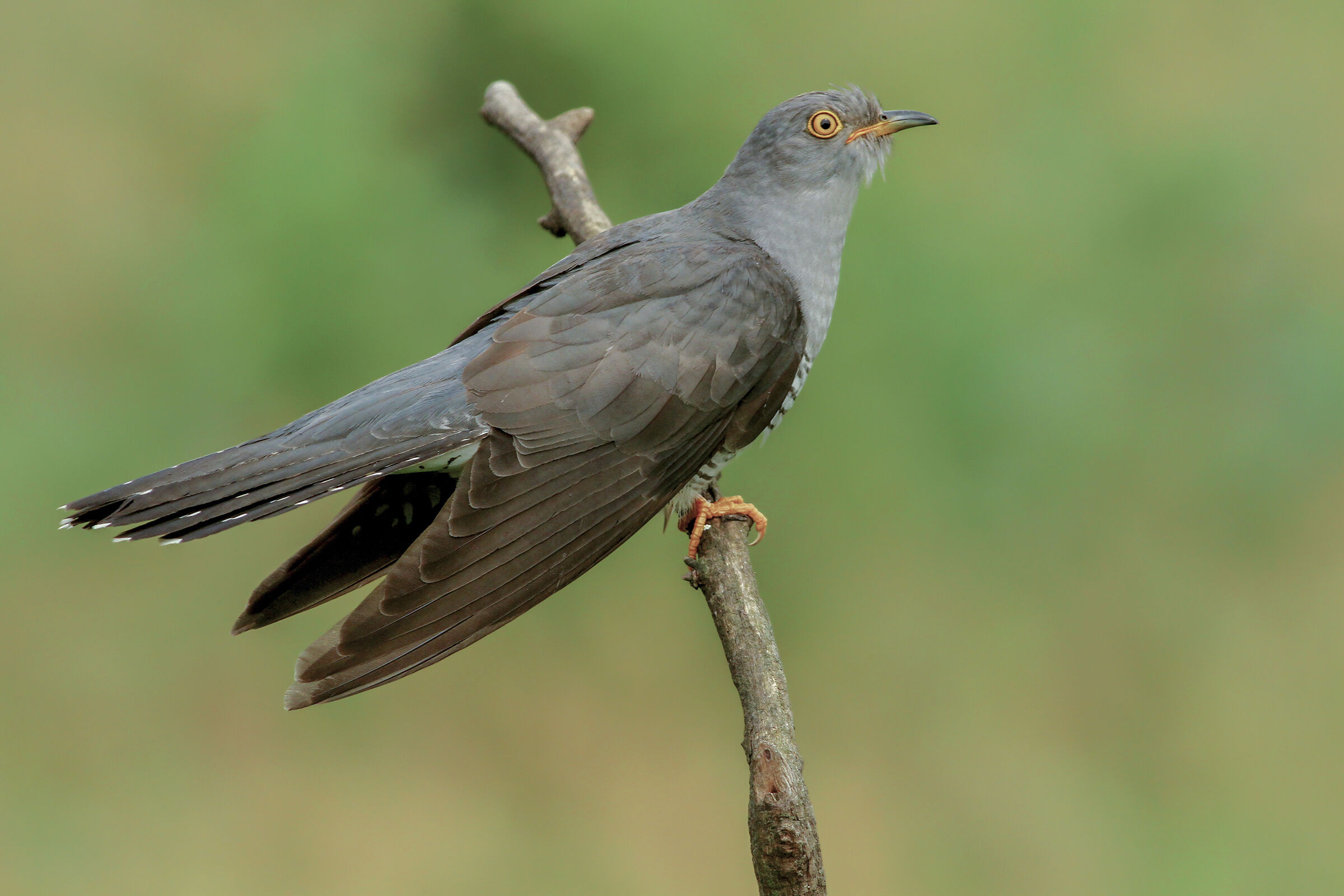 Cuckoo