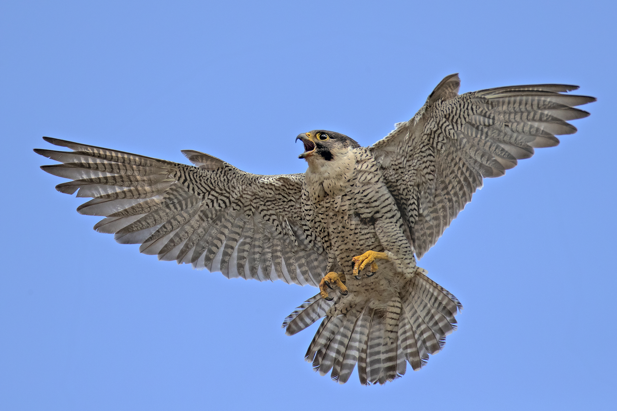peregrine falcon