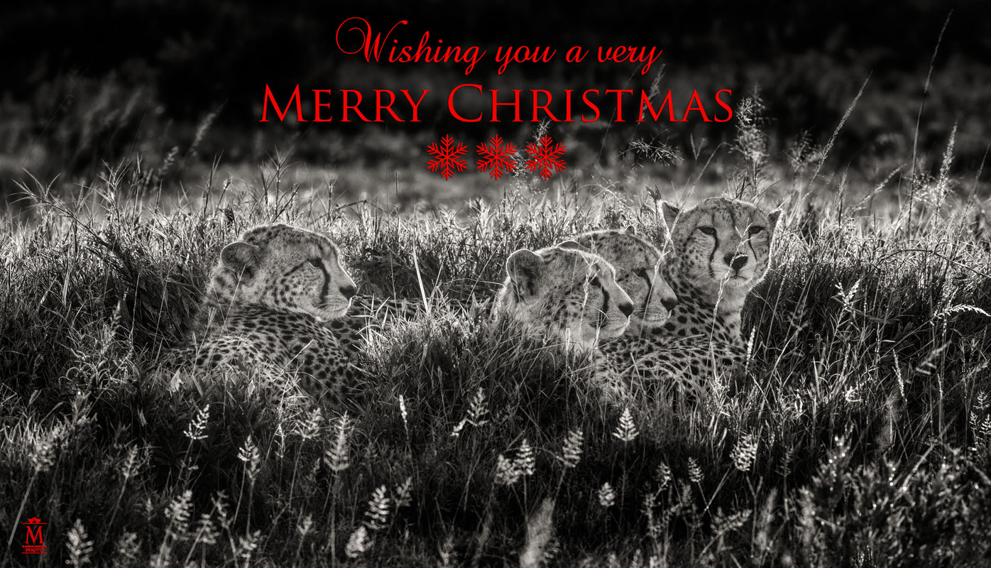 Merry Christmas and Happy New Year